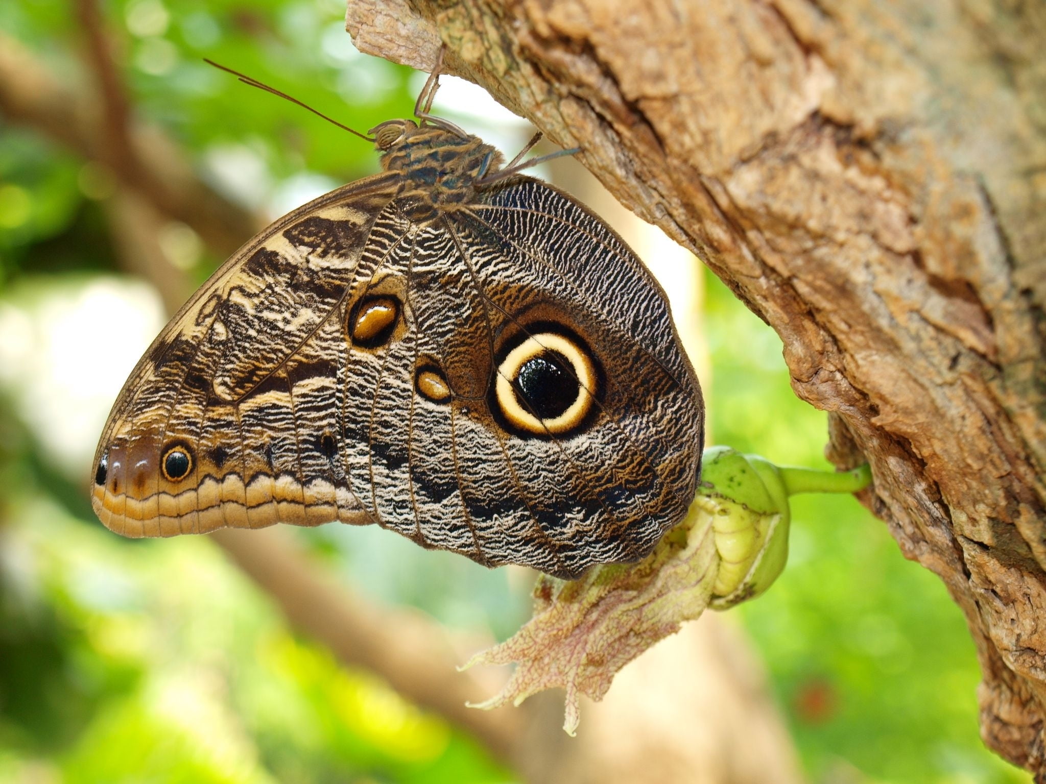wildlife, insect, 1080P, wings, focus on foreground, animal body part, carnivore, plant, day, bark, butterflies, macro, no people, nature, biology, animal, HD Wallpaper
