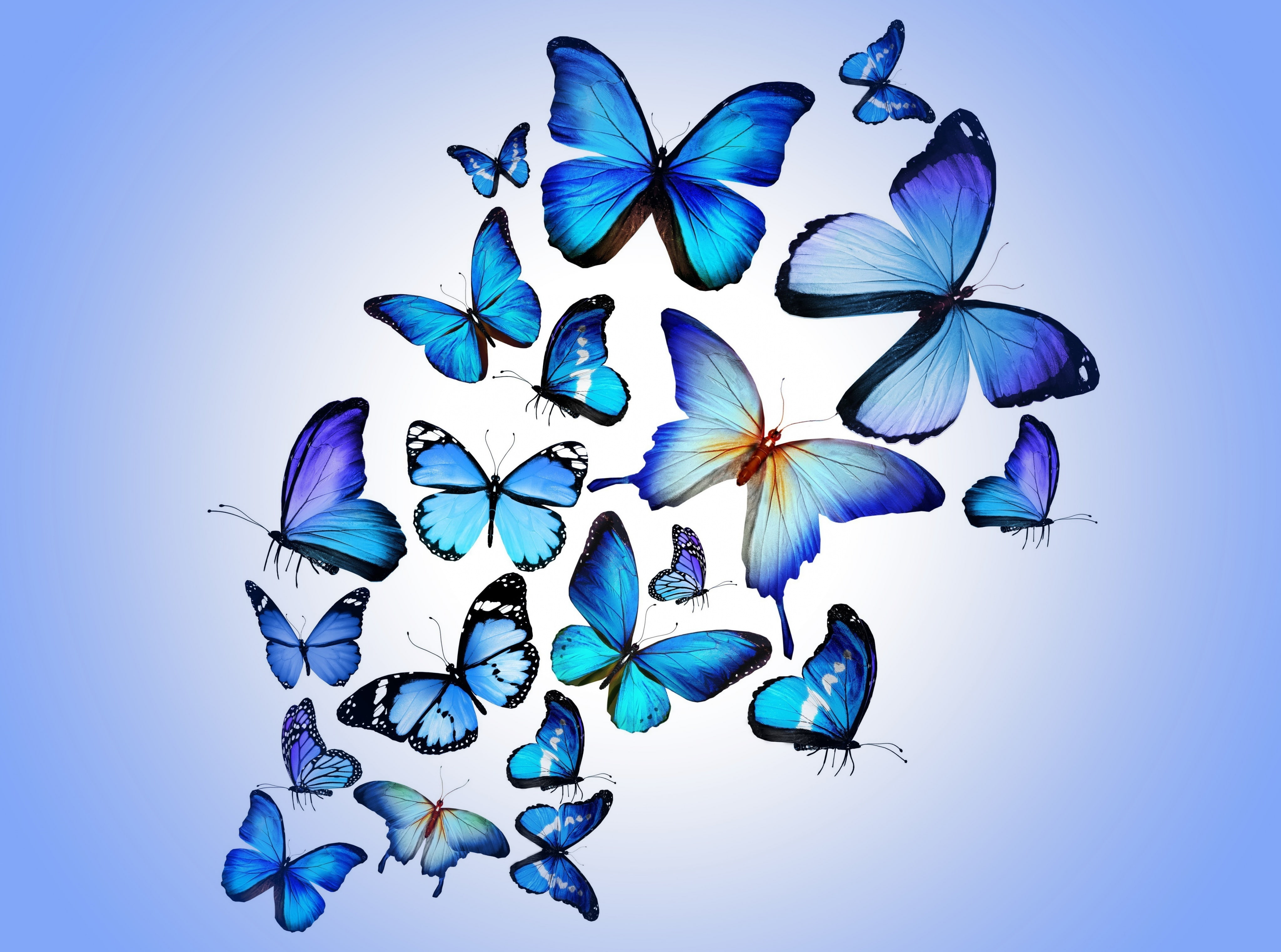 petal, iris - plant, colored background, floral pattern, blue, vulnerability, Animals, illustration, morpho, close-up, flower head, wings, inflorescence, HD Wallpaper