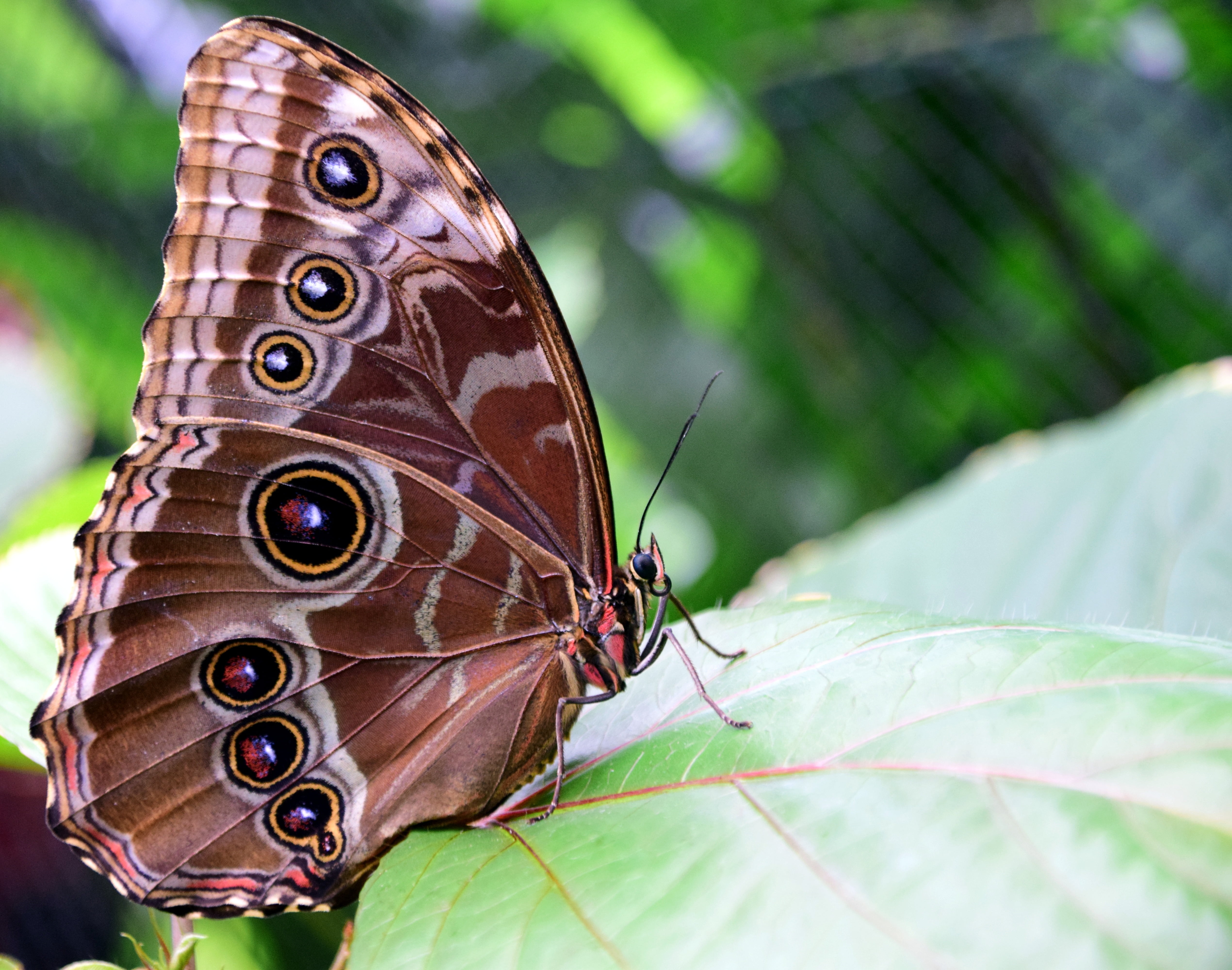 beauty In Nature, animal themes, summer, close-up, no people, wings, colors, animals in the wild, brown, lepidoptera, 4K, animals And Pets, multi Colored, HD Wallpaper