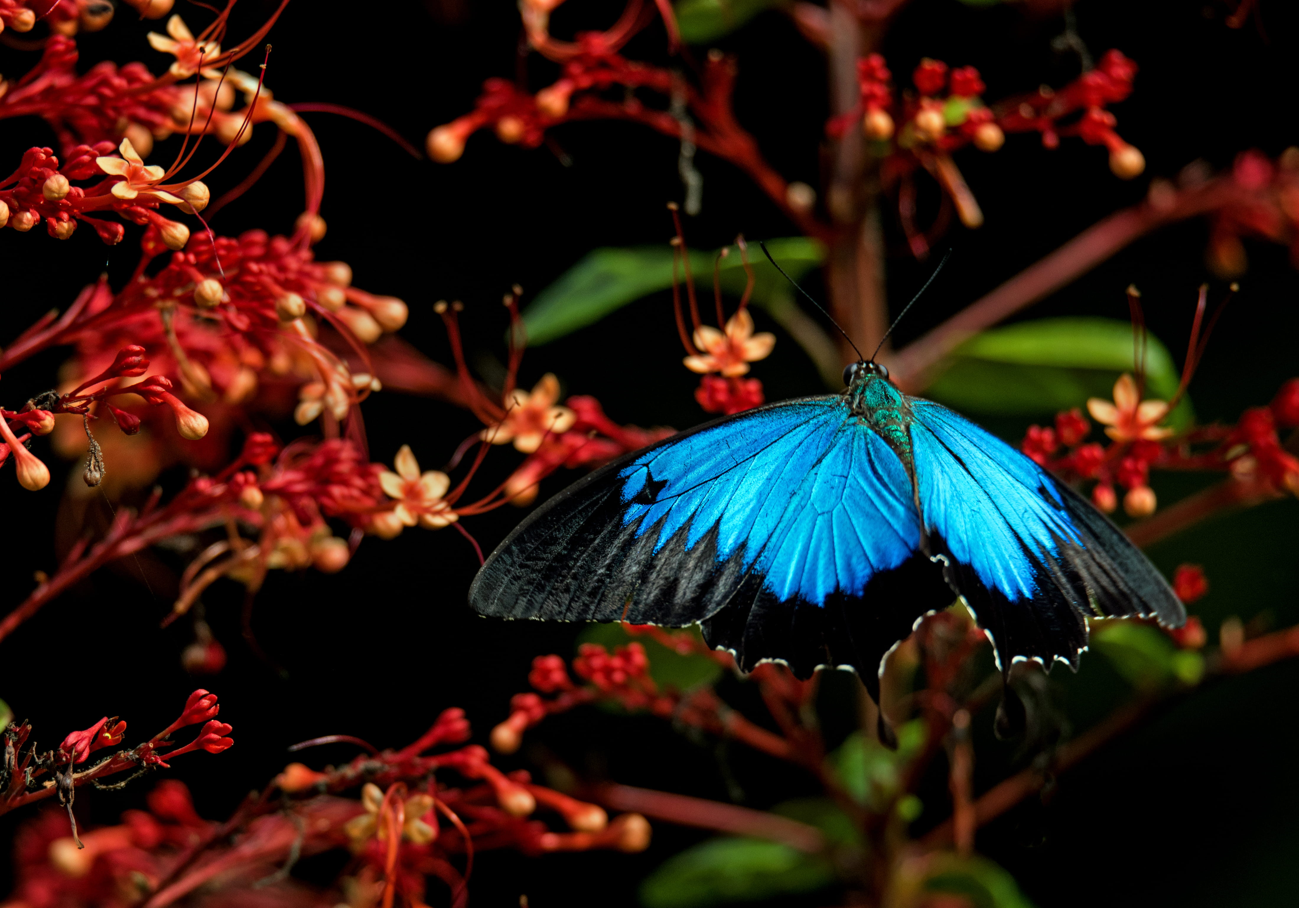 animal wing, butterfly - insect, flower, close-up, flowering plant, animal, invertebrate, animal themes, nature, one animal, blue, 4K, no people, flower head, HD Wallpaper