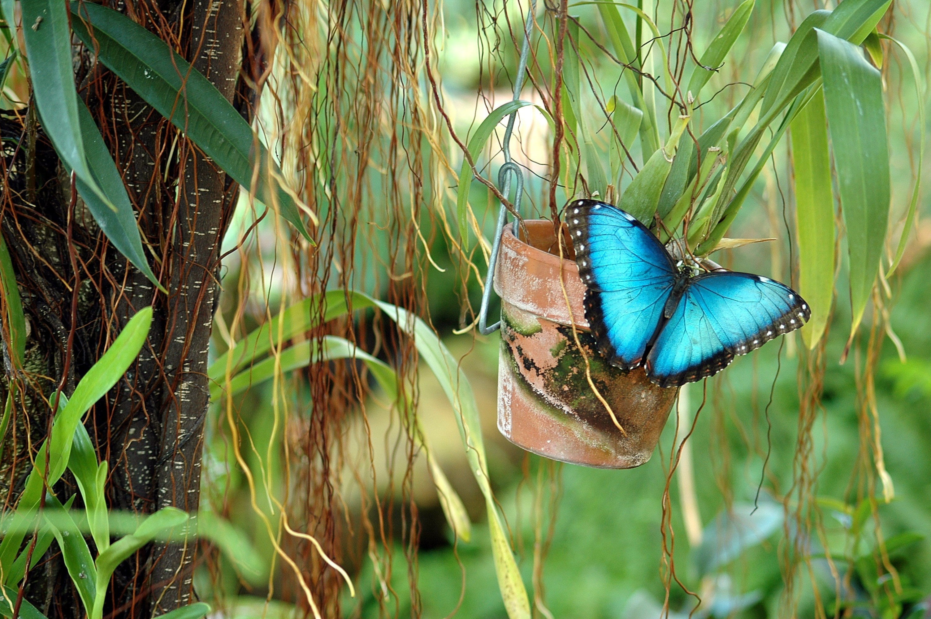 butterfly - insect, peleides, grass, wildlife, pot, outdoors, green color, day, beauty, green, garden, macro, animal themes, close, butterfly, no people, HD Wallpaper