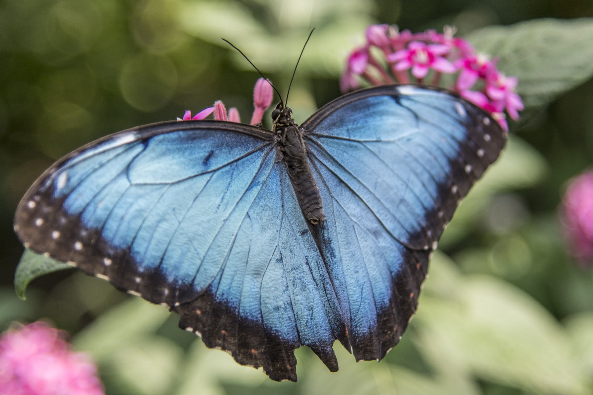 animal themes, selective, purple, butterfly - Insect, no people, invertebrate, pink, animals in the wild, insect, summer, animal wildlife, flower, 1080P, HD Wallpaper