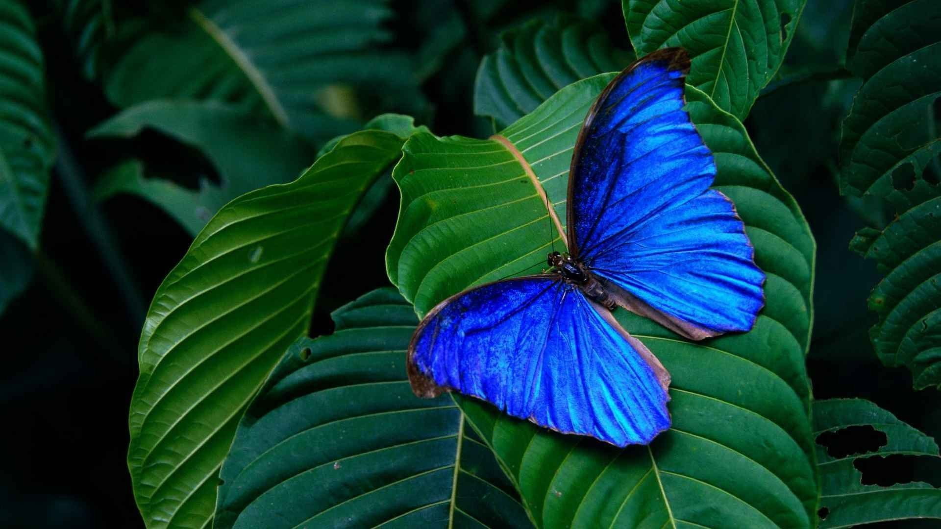 nature, butterfly - insect, beauty in nature, 1080P, freshness, day, plant, purple, animal wildlife, growth, flower, blue, no people, outdoors, animal wing, HD Wallpaper