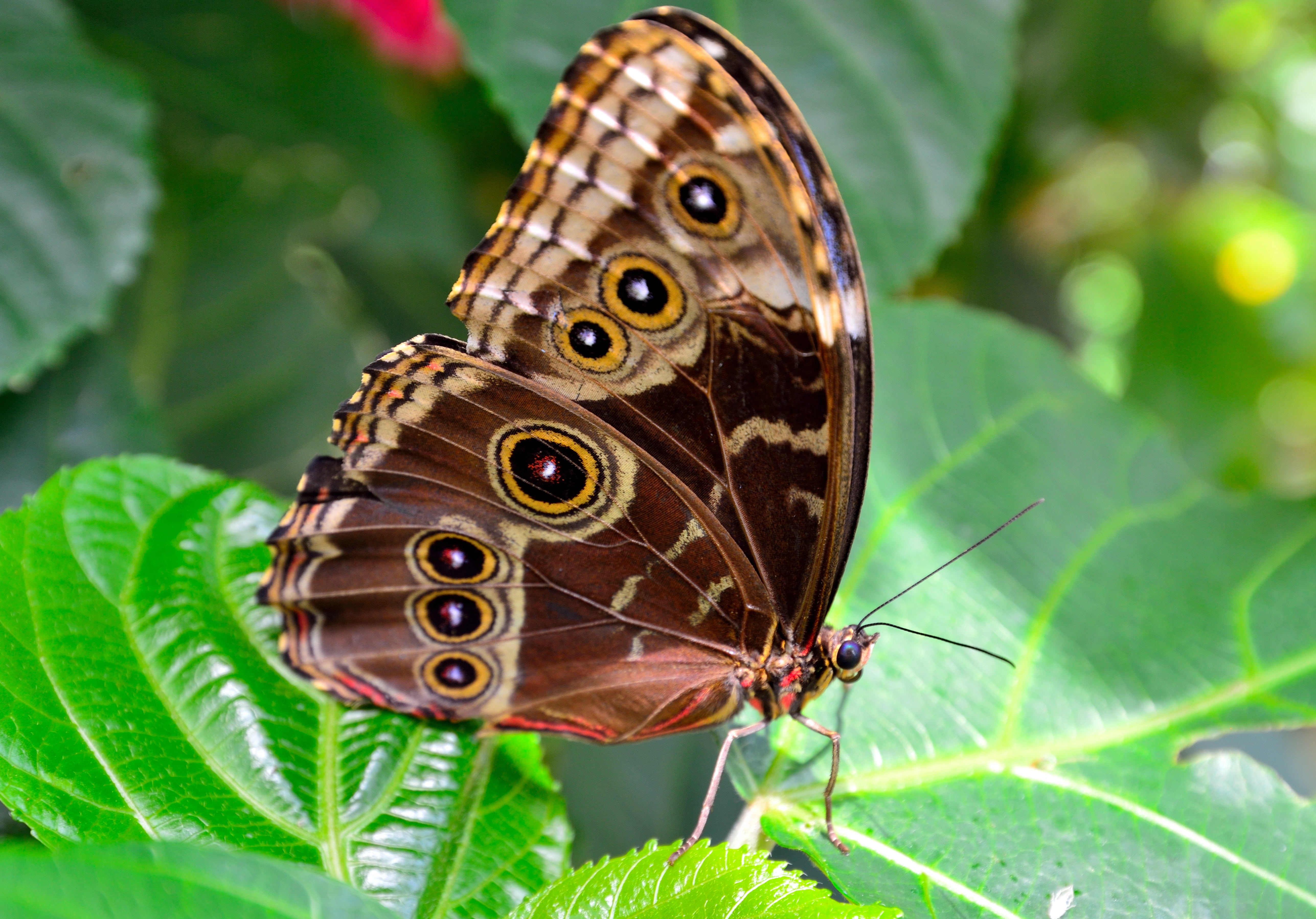 close-up, animal themes, one animal, animals in the wild, wildlife, no people, green, tropical, animal Wing, multi Colored, outdoors, beige, beauty In Nature, HD Wallpaper
