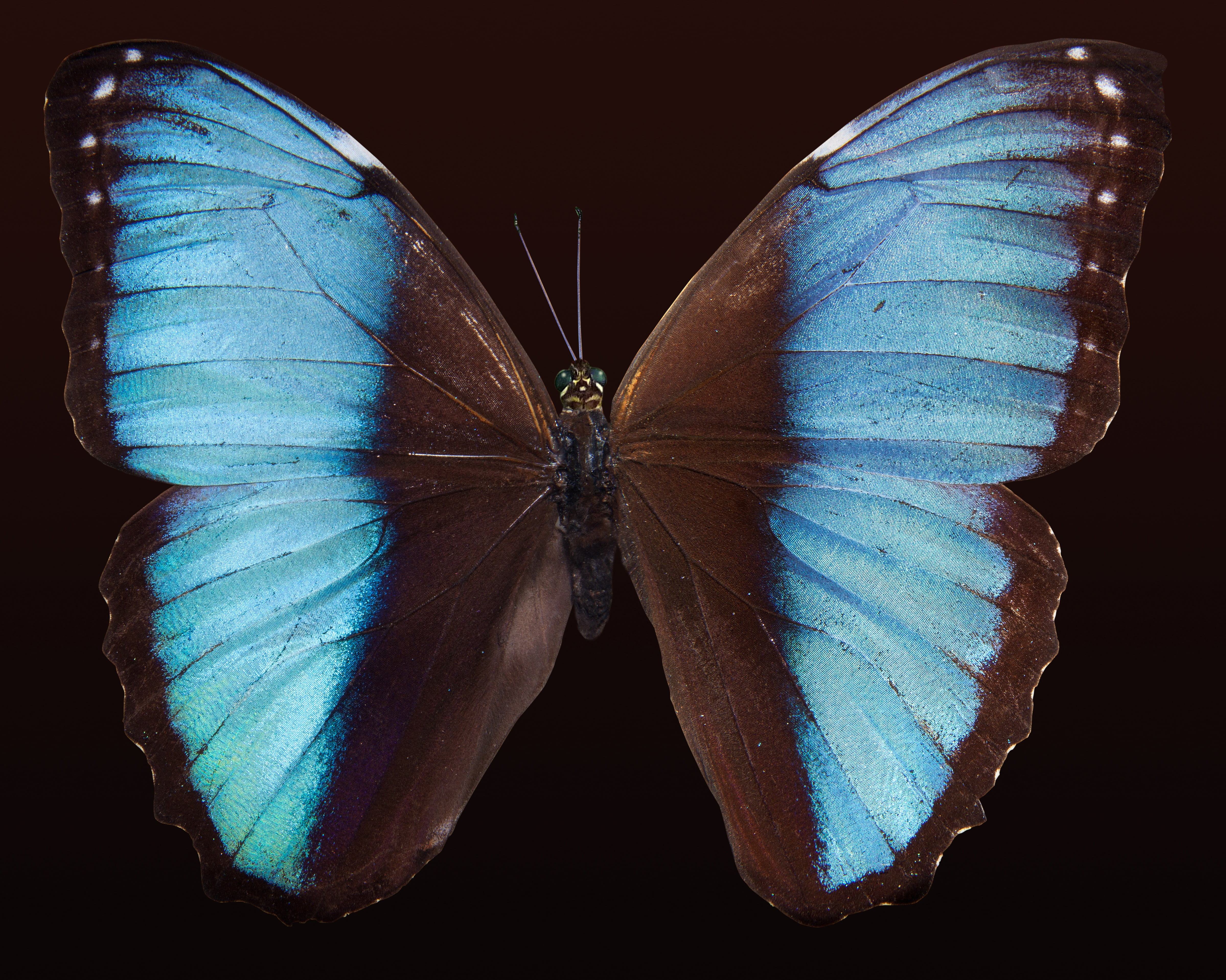 invertebrate, 4K, south america, no people, morpho, black background, close-up, insect, blue, scale, butterfly, studio shot, colored background, animals in the wild, HD Wallpaper