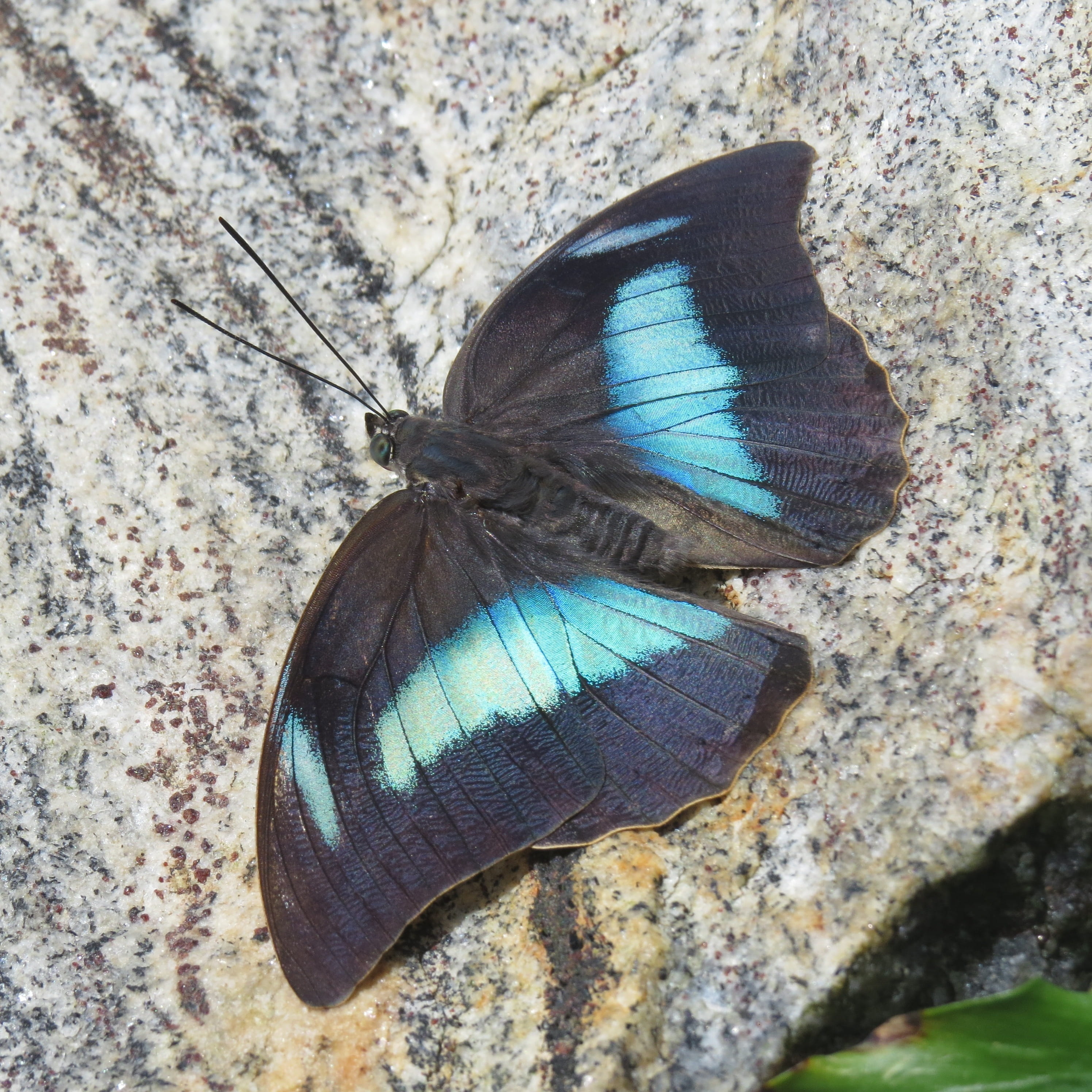 animal body part, animals in the wild, Butterfly, day, Wing, exotic, wing, invertebrate, animal wing, animal themes, butterfly - insect, morph butterfly, Phone HD Wallpaper