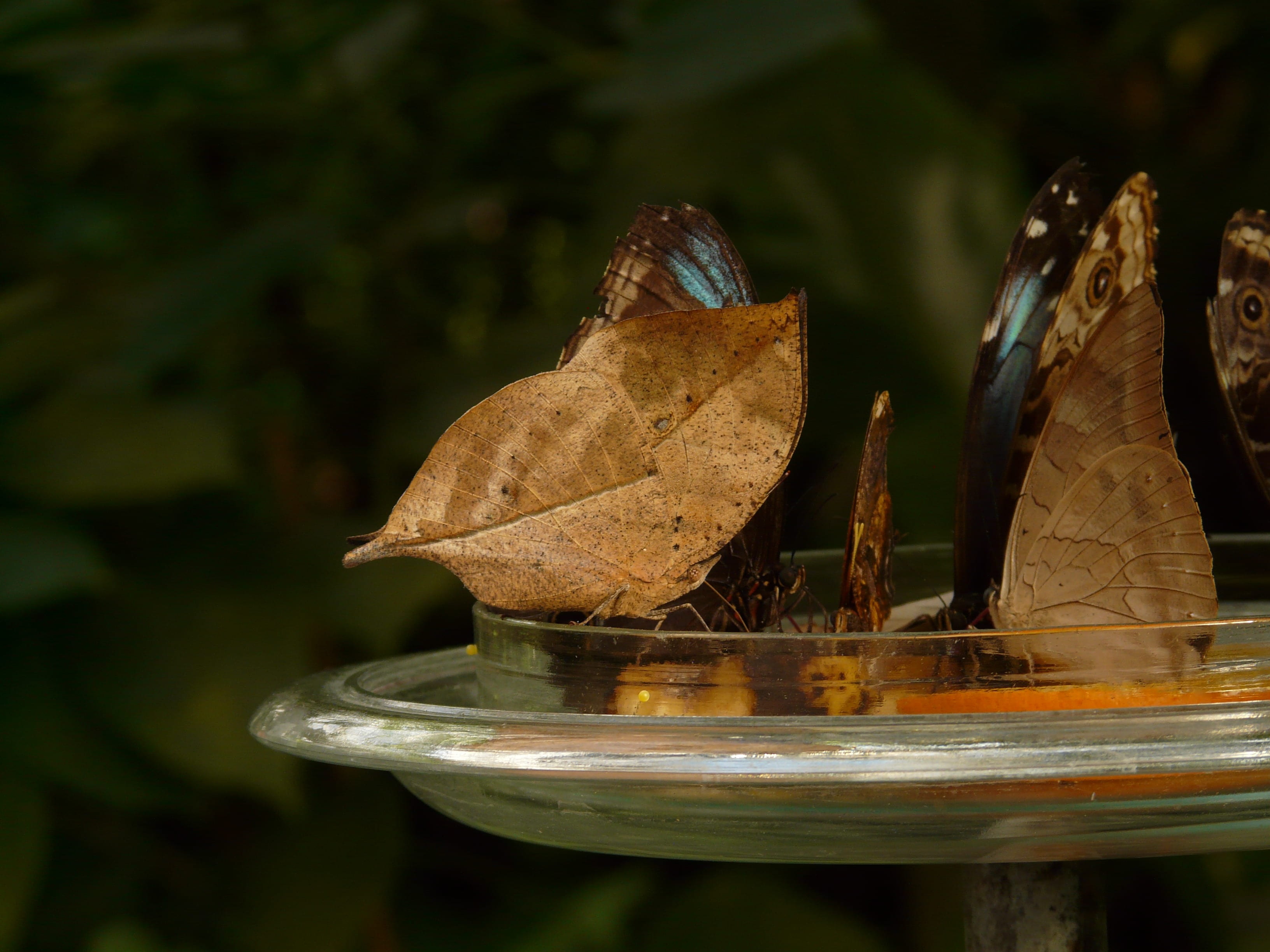 wood - material, selective focus, archaeoprepona demophoon gulina, bottom, grey brown, focus on foreground, indian blattschmetterling, food and drink, malaysian blattschmetterling, HD Wallpaper
