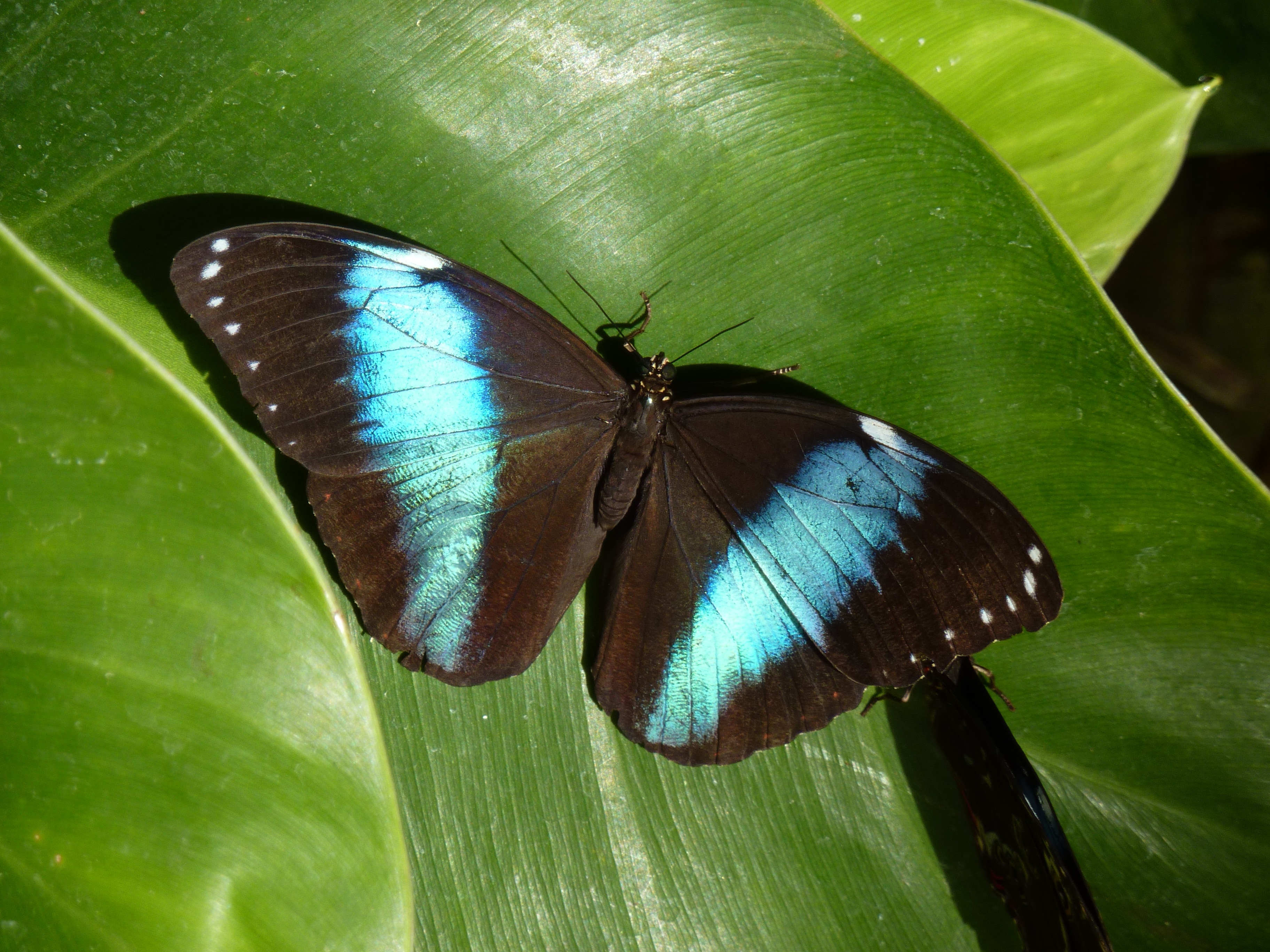butterfly - insect, one animal, green color, animal wildlife, flower, plant, beauty in nature, leaves, plant part, day, animals in the wild, 2K, blue morpho, HD Wallpaper