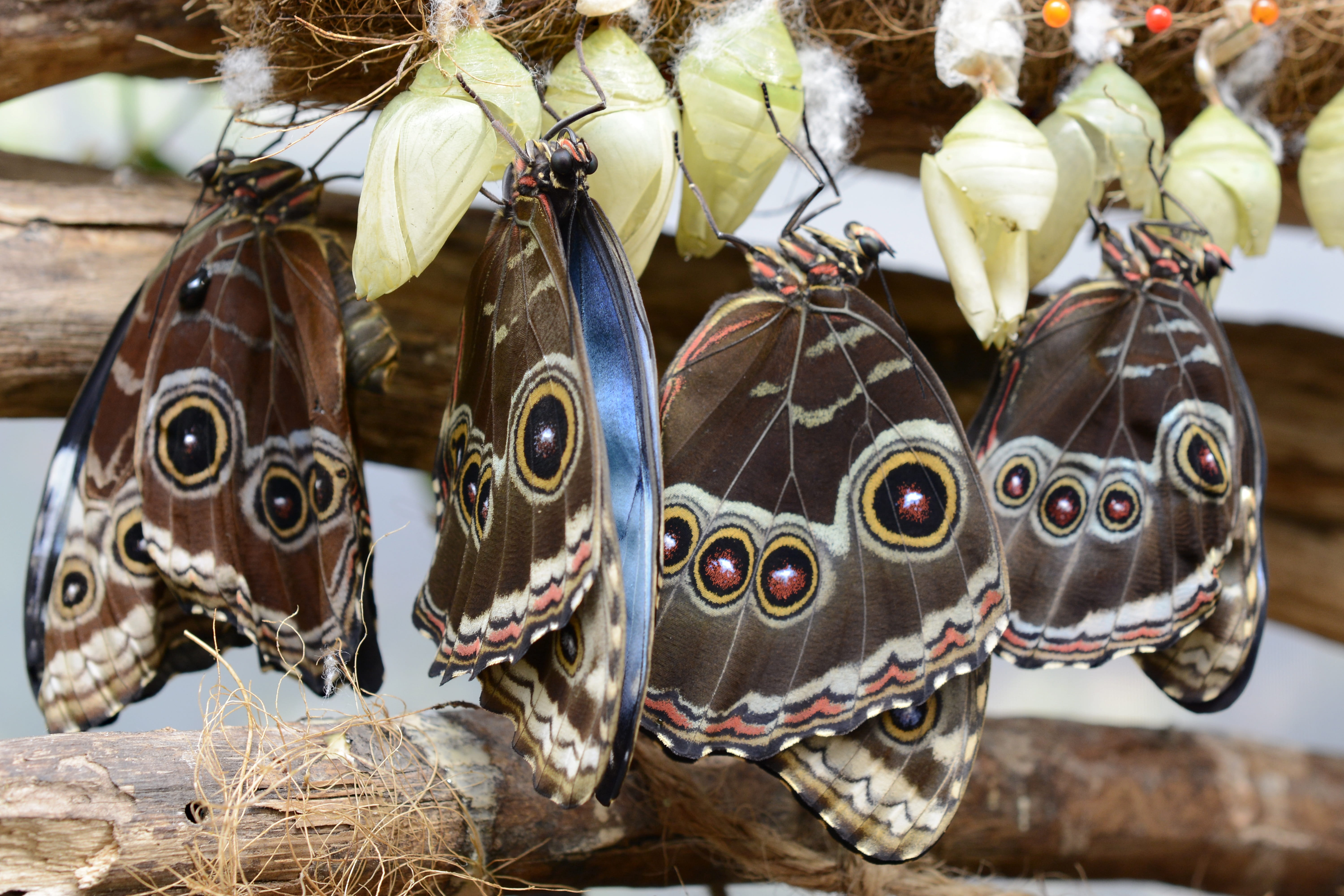 representation, sky butterfly, close up, animal representation, day, retail display, no people, animal world, blue morphofalter, creativity, eyespots, larvae, HD Wallpaper