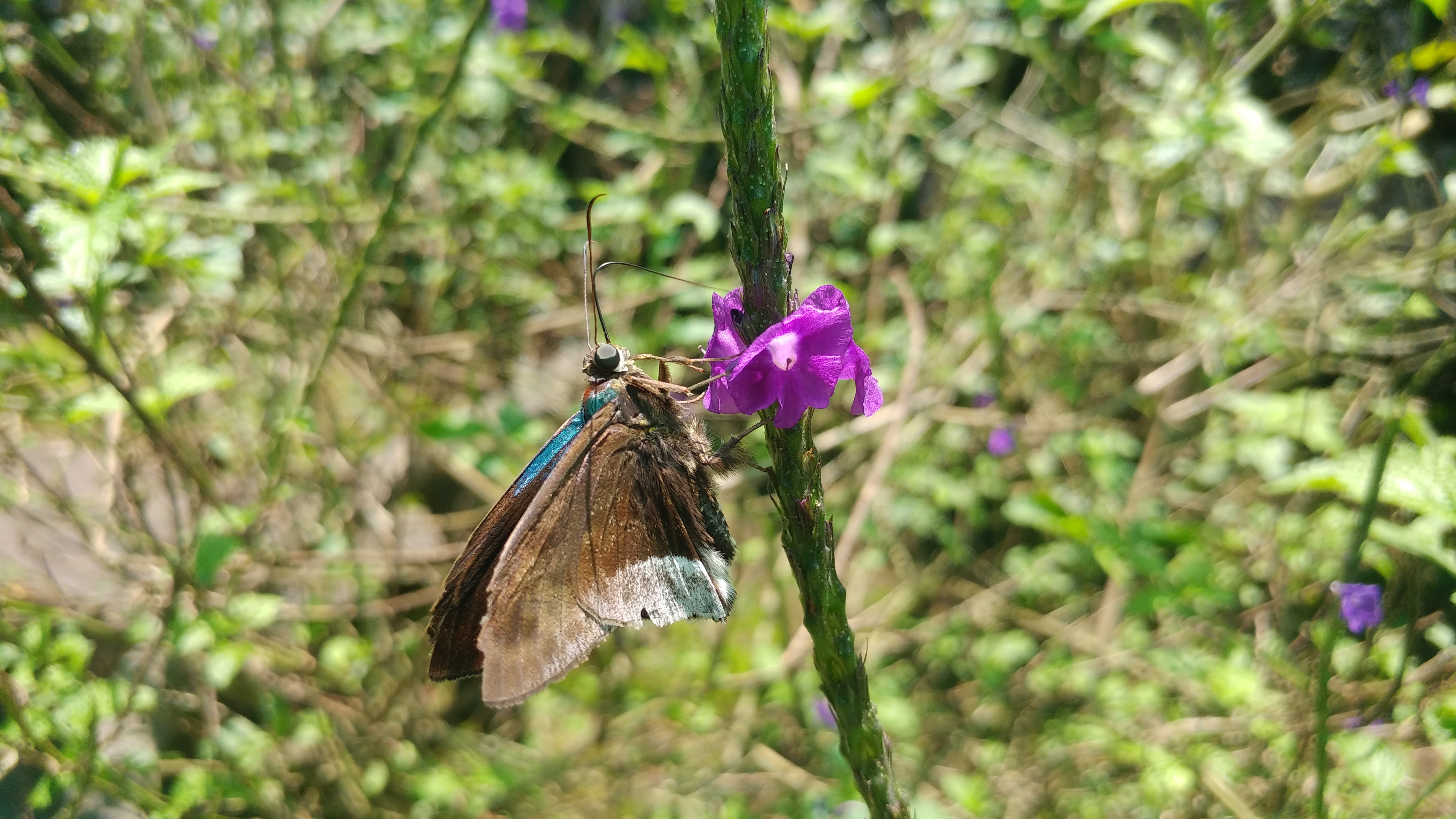 flowering plant, vulnerability, butterfly, nature, morpho, animals in the wild, plant, invertebrate, day, insects, animal themes, focus on foreground, wings, HD Wallpaper