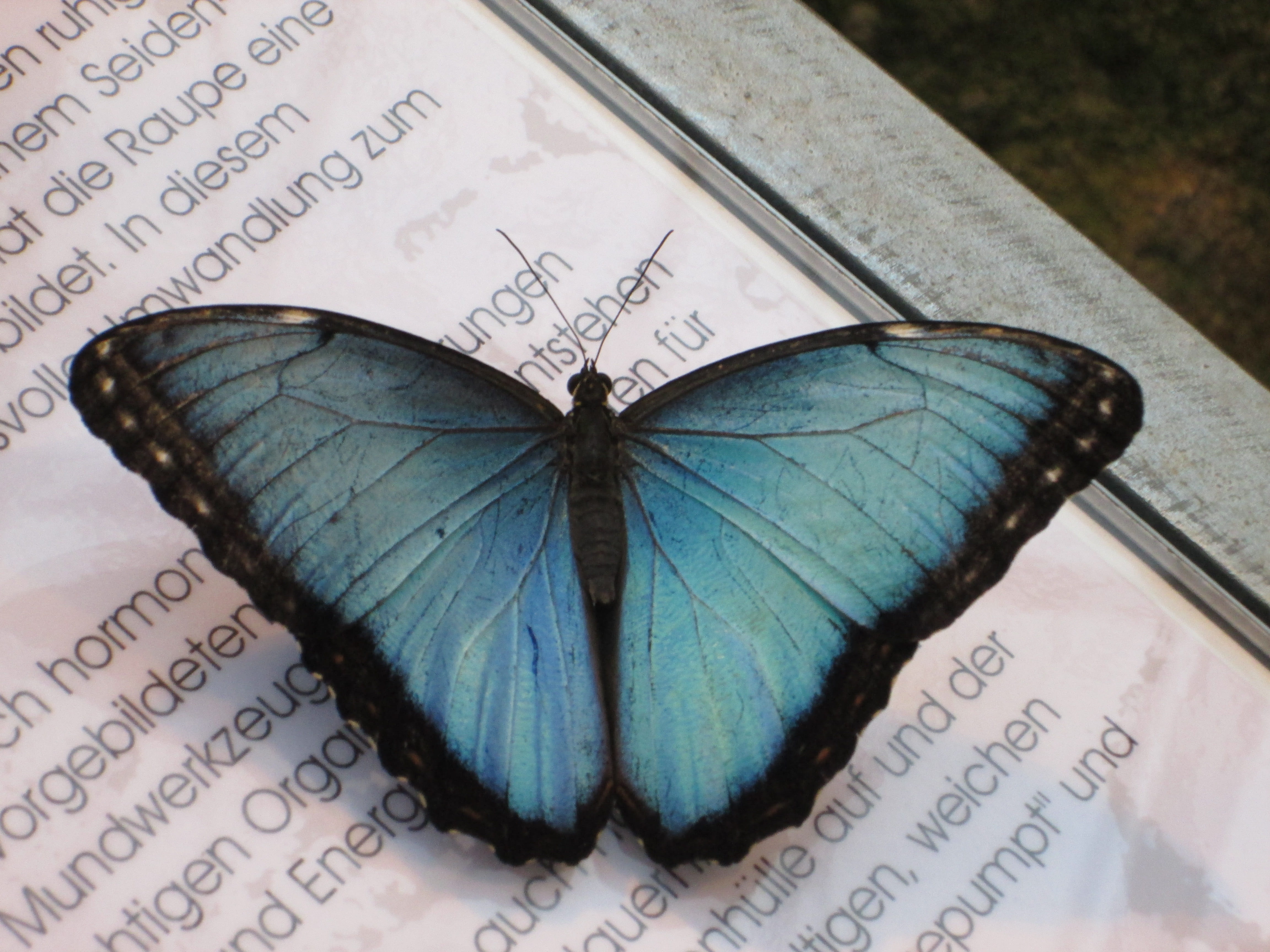 morpho peleides, no people, one animal, printing, high angle view, nature, animal themes, blue morphofalter, close-up, animal wing, satyrinae, animal wildlife, HD Wallpaper