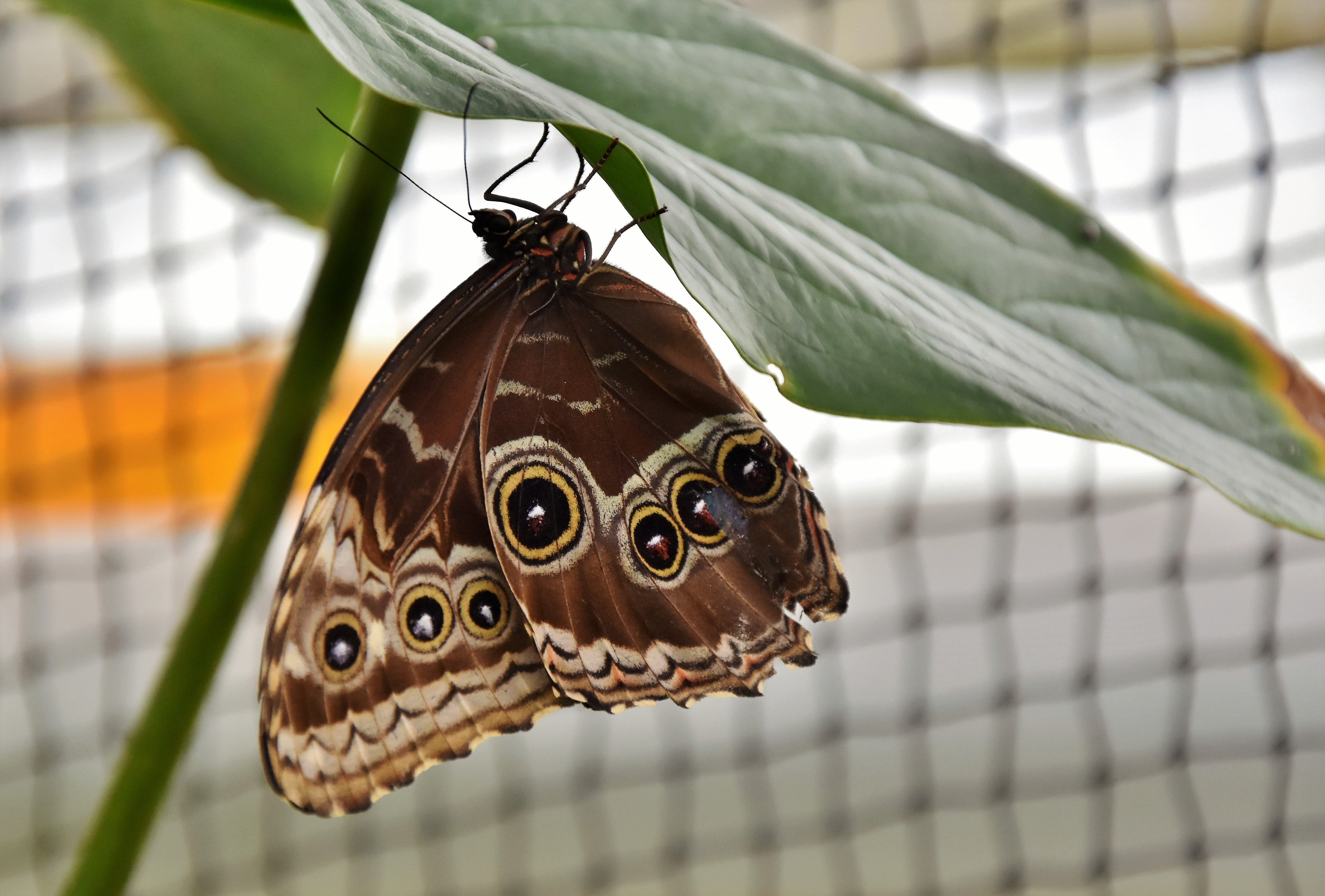 butterfly - insect, animals in the wild, perched, day, green, closeup, selective, animal body part, leaf, nature, tropical butterflies, one animal, no people, HD Wallpaper