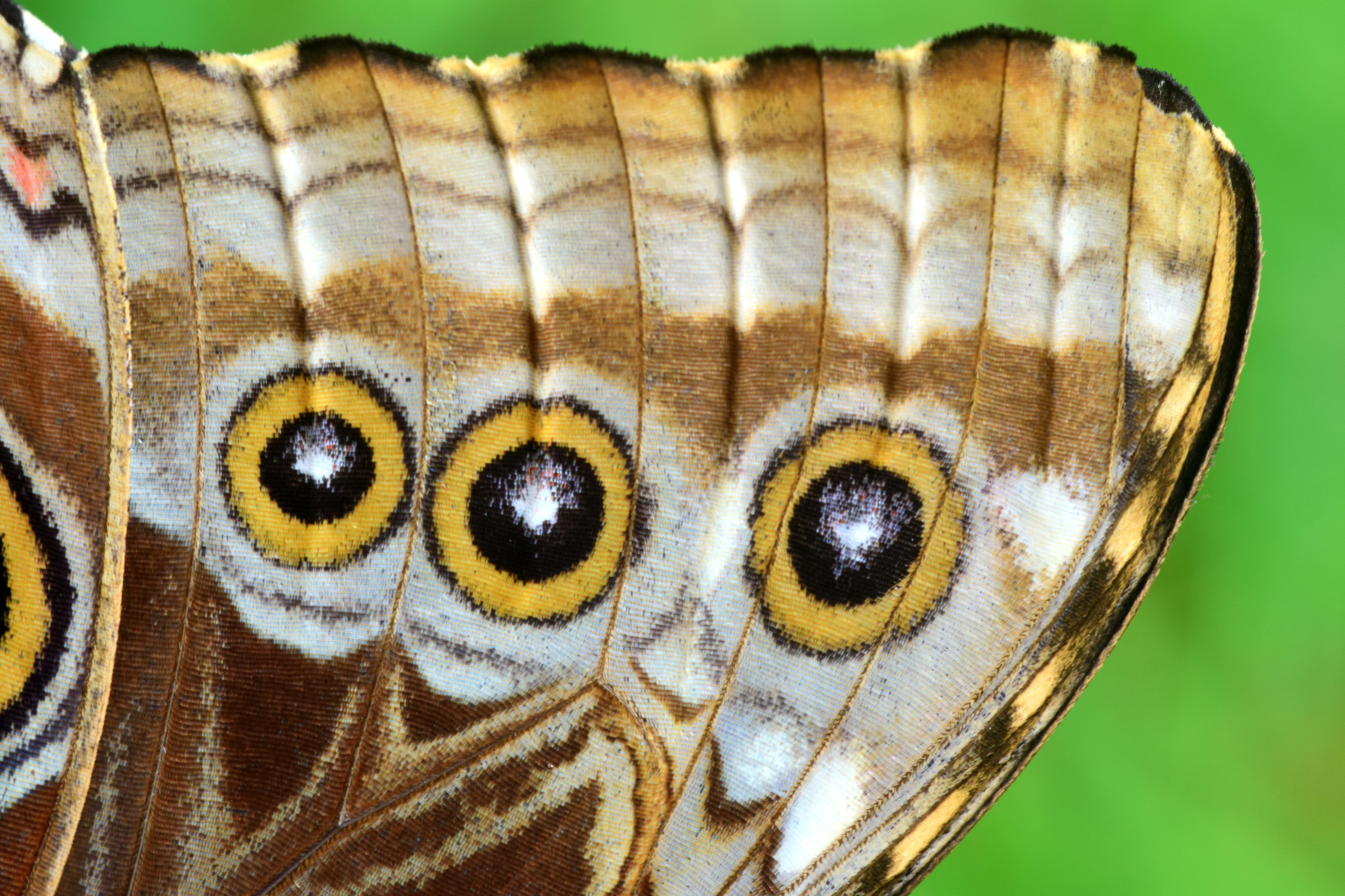 animal head, animal wildlife, animal, no people, nature, morpho peleides, wing, animal wing, one animal, animal markings, insect, natural pattern, animal themes, HD Wallpaper