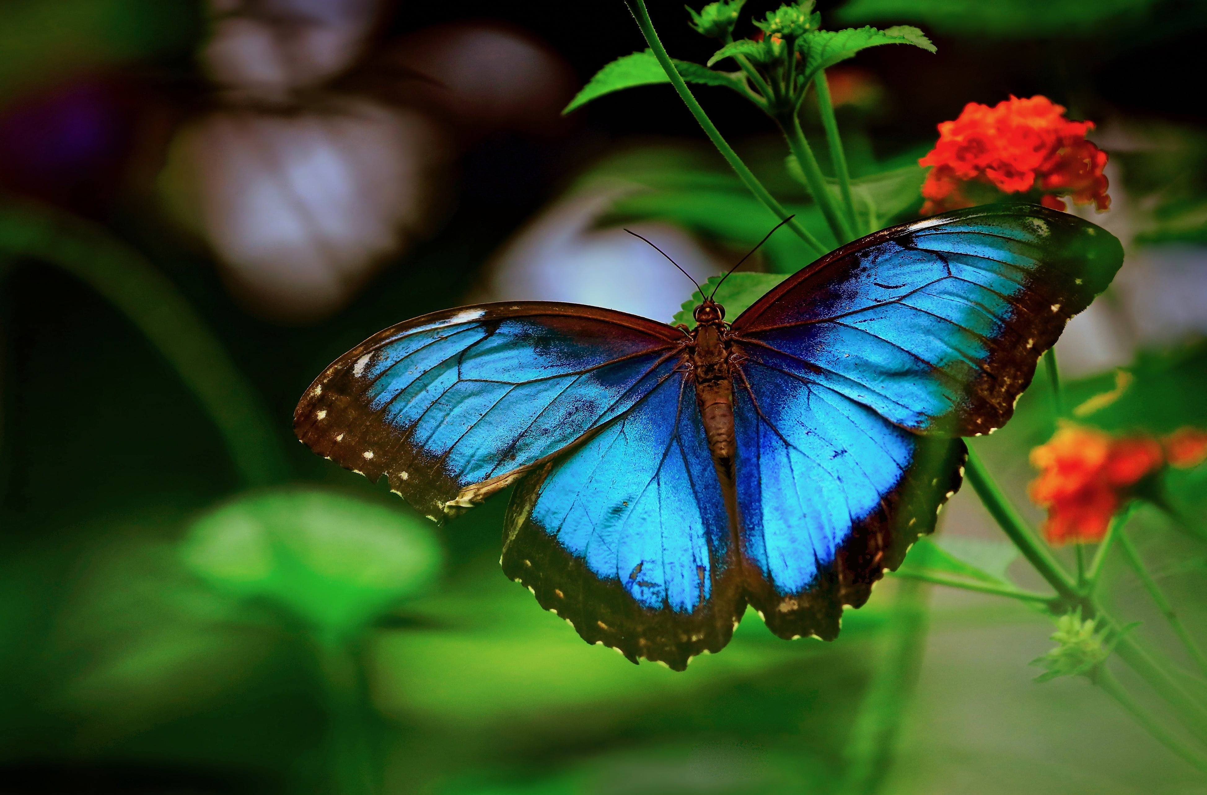macro, butterfly, morpho, 4K, flowers, nature, stems, HD Wallpaper