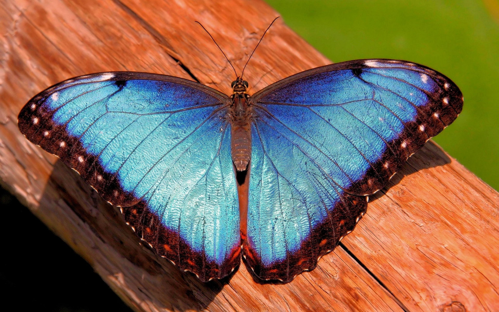 butterfly, morpho, mrpho, 1080P, trunk, HD Wallpaper