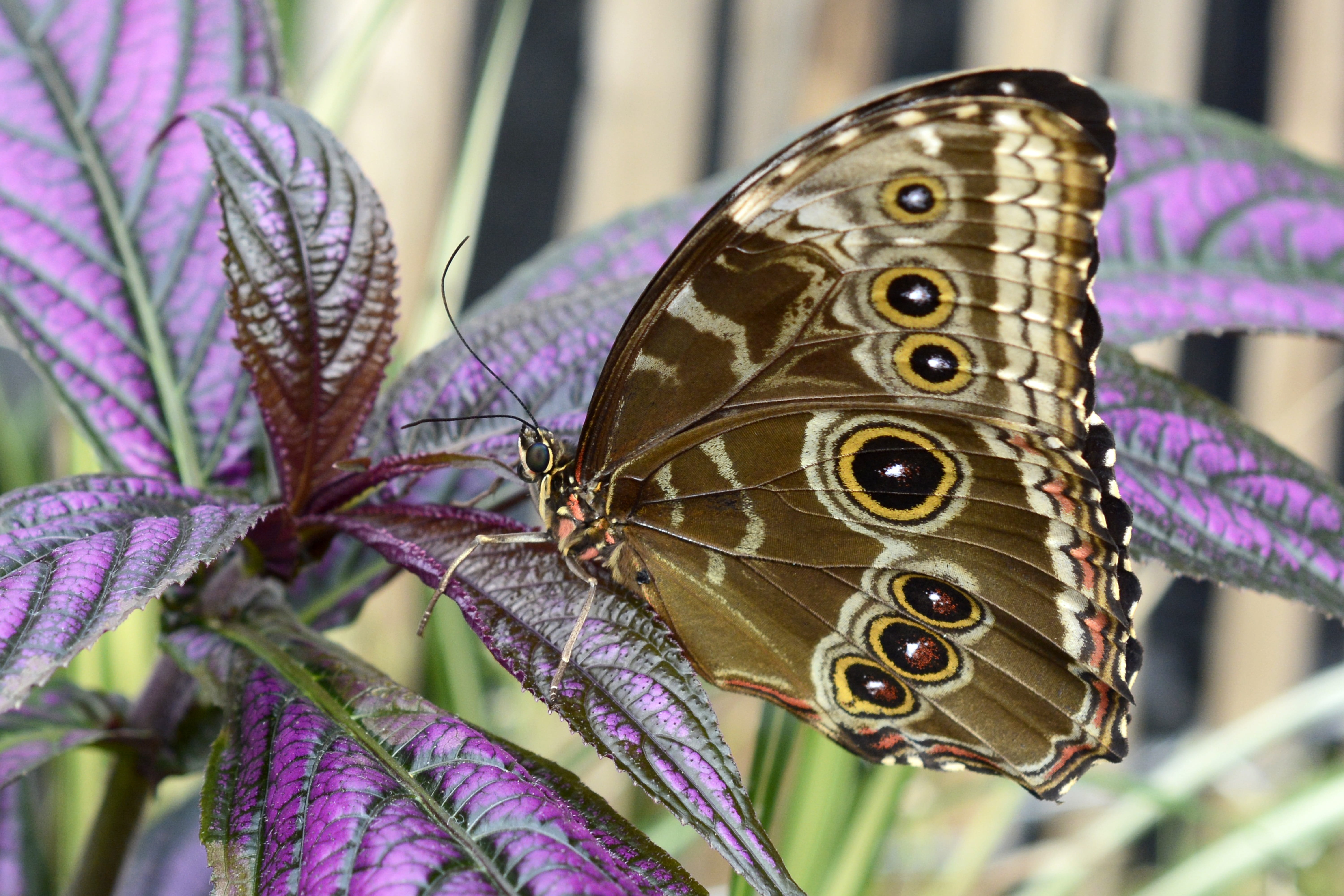 wing, purple, 5K, butterfly, day, focus on foreground, eyespots, animal themes, close-up, flowering plant, one animal, close up, sky butterfly, growth, HD Wallpaper