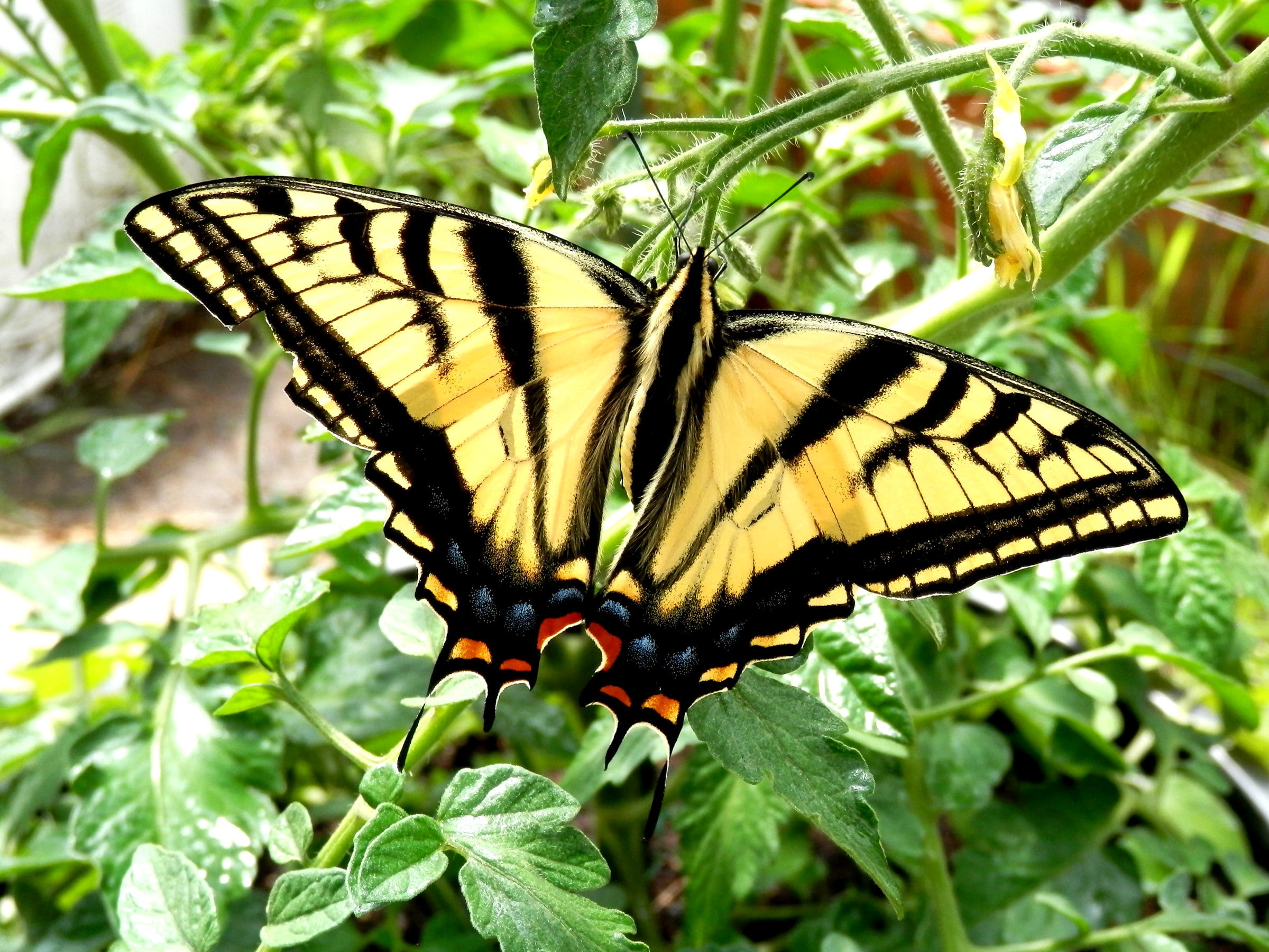 affect, outdoors, orange, abilities, nature, plant part, pollination, one animal, day, butterfly - insect, swallowtail, away, missing, close-up, thought, HD Wallpaper