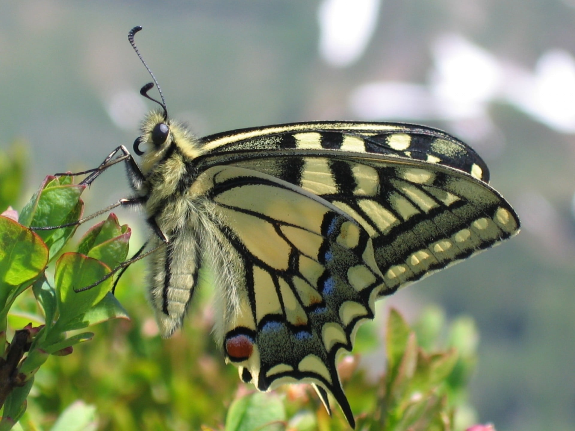 leaf, plant part, summer, animals And Pets, beauty In Nature, vibrant Color, animal wildlife, wings, animals in the wild, 1080P, animal Wing, insect, yellow, HD Wallpaper