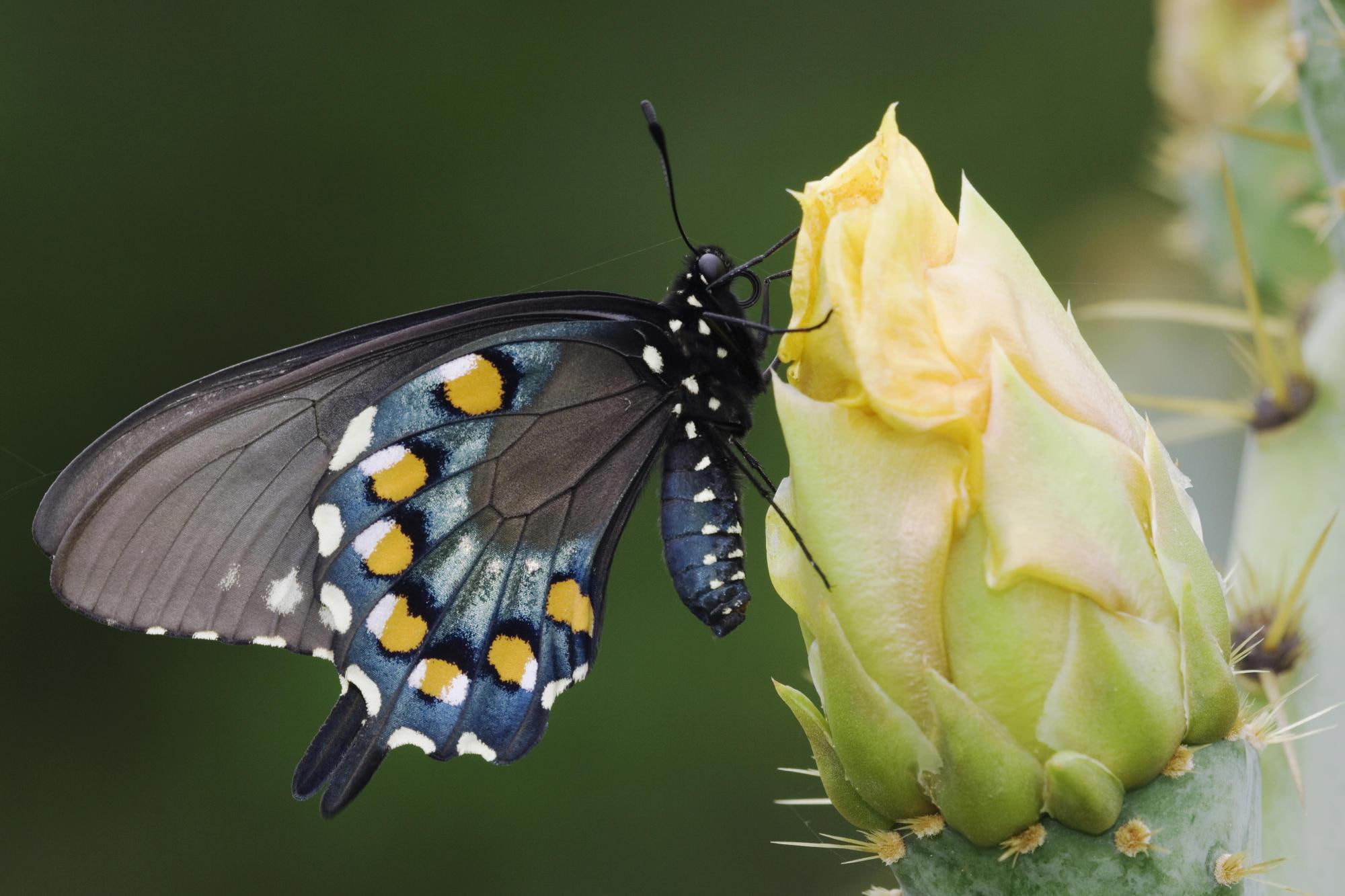swallowtail, 1080P, flower, animals, pipe, insect, wing, butterfly, vine, HD Wallpaper