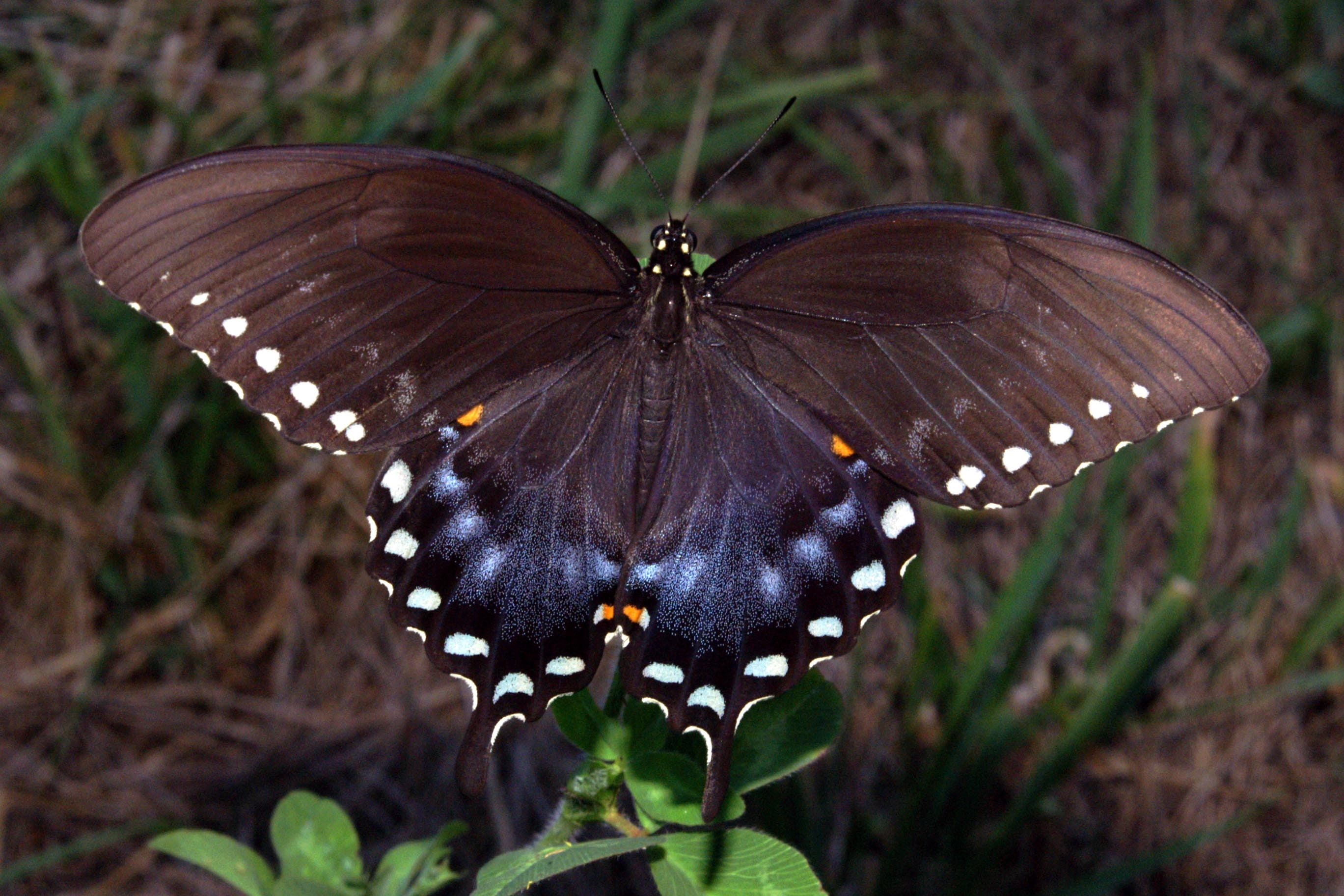 nature, insect, butterfly, animal, animal markings, day, plant, flower, no people, outdoors, close-up, animal wildlife, animal themes, beauty in nature, HD Wallpaper