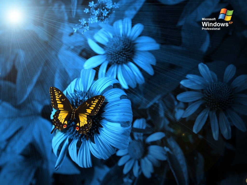 yellow, fragility, outdoors, nature, Windows, no people, pollination, purple, animal, butterfly - insect, insect, flower head, growth, flowering plant, HD Wallpaper