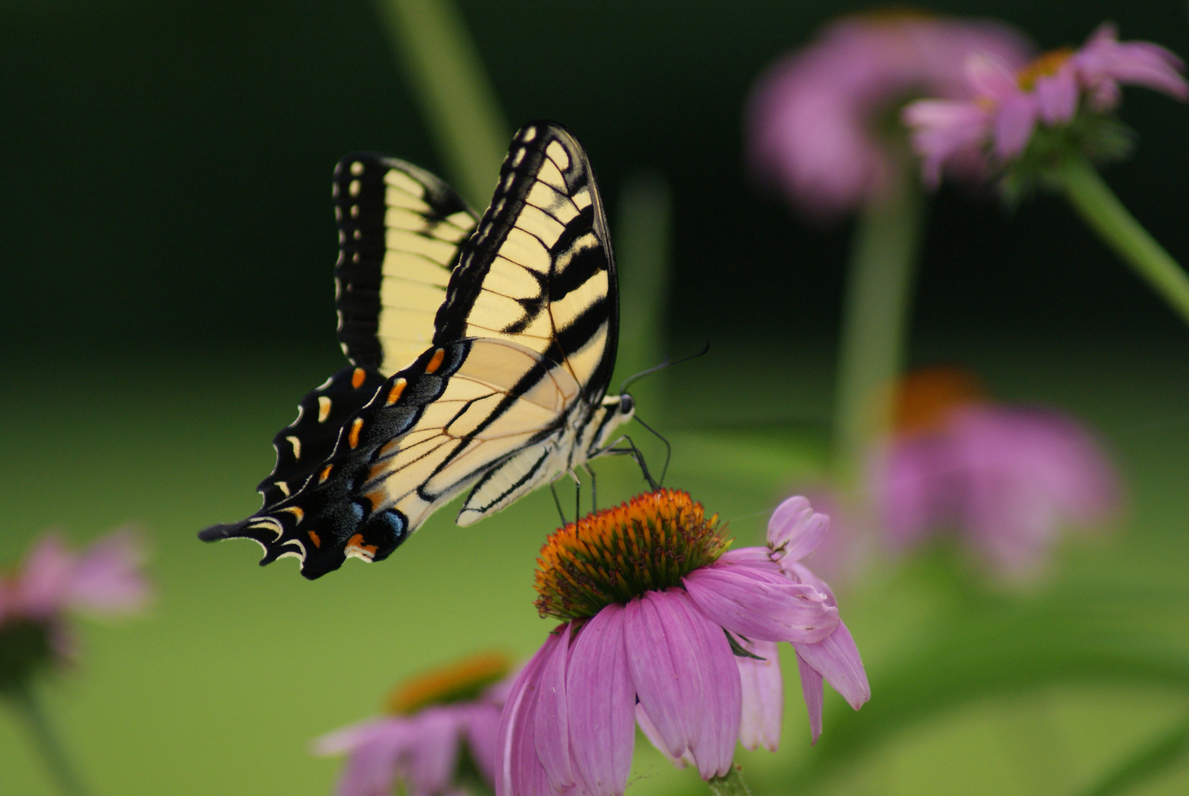 plant, fragility, one animal, freshness, 4K, close-up, pink color, butterfly - insect, butterfly, pollination, invertebrate, animal, animal themes, flower head, HD Wallpaper