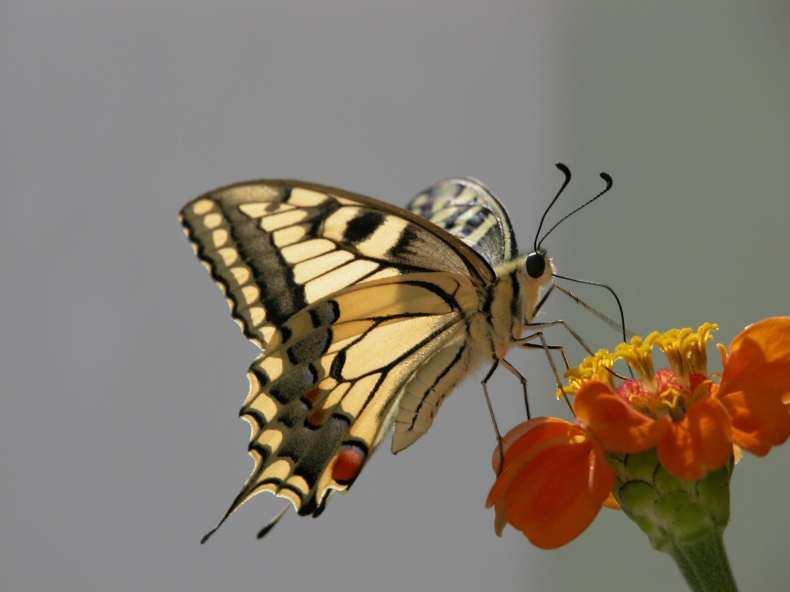 widescreen, tiger, butterflies, swallowtail, insects, butterfly, 720P, HD Wallpaper