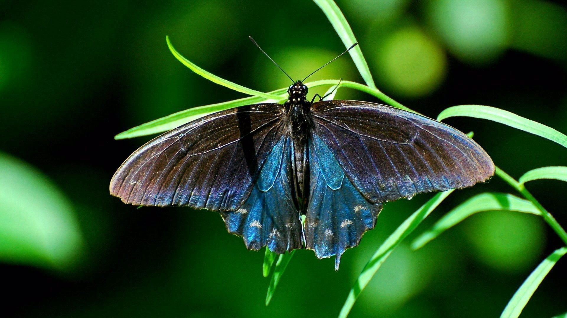 growth, no people, plant, fragility, butterfly - Insect, spicebush, flower, butterfly, animal wildlife, green Color, pollination, springtime, beauty In Nature, HD Wallpaper