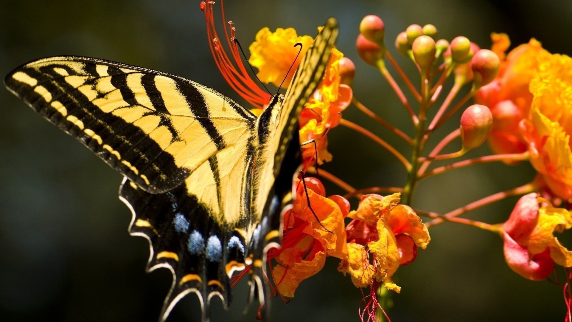 butterfly, Papilіo machaon, 1080P, o, flowers, machaon, papil, swallowtail, orange, HD Wallpaper