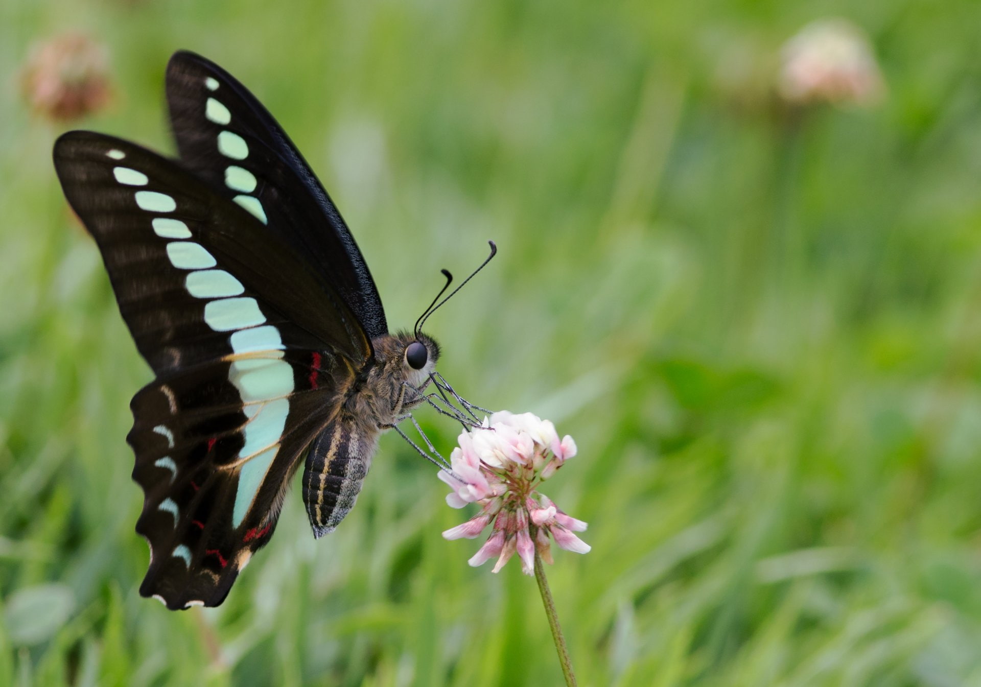 Common Bluebottle Swallowtail, Animal, 1080P, Swallowtail Butterfly, Insects, Butterfly, HD Wallpaper