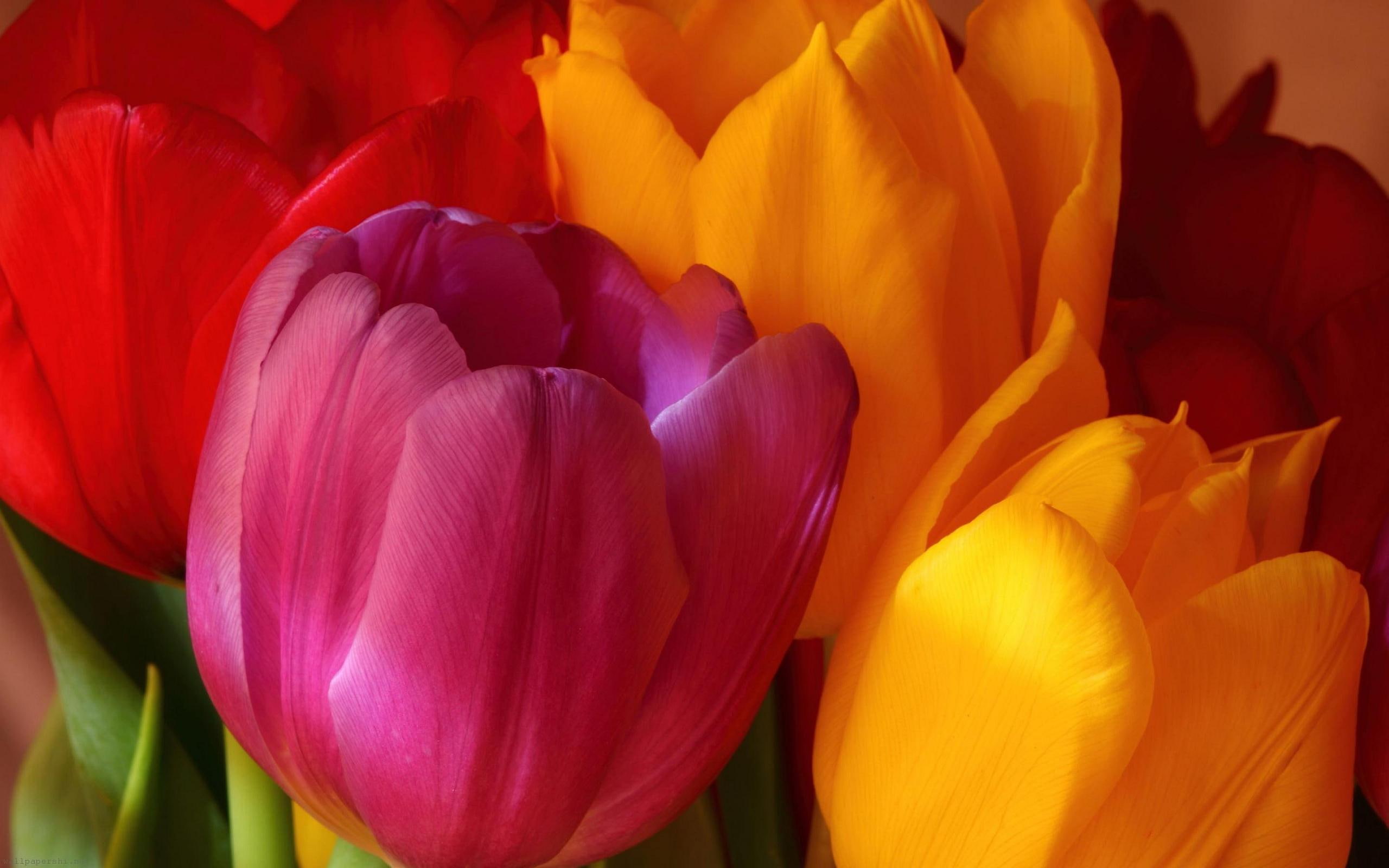 flower, yellow, nature, 2K, red, pink, tulips, HD Wallpaper