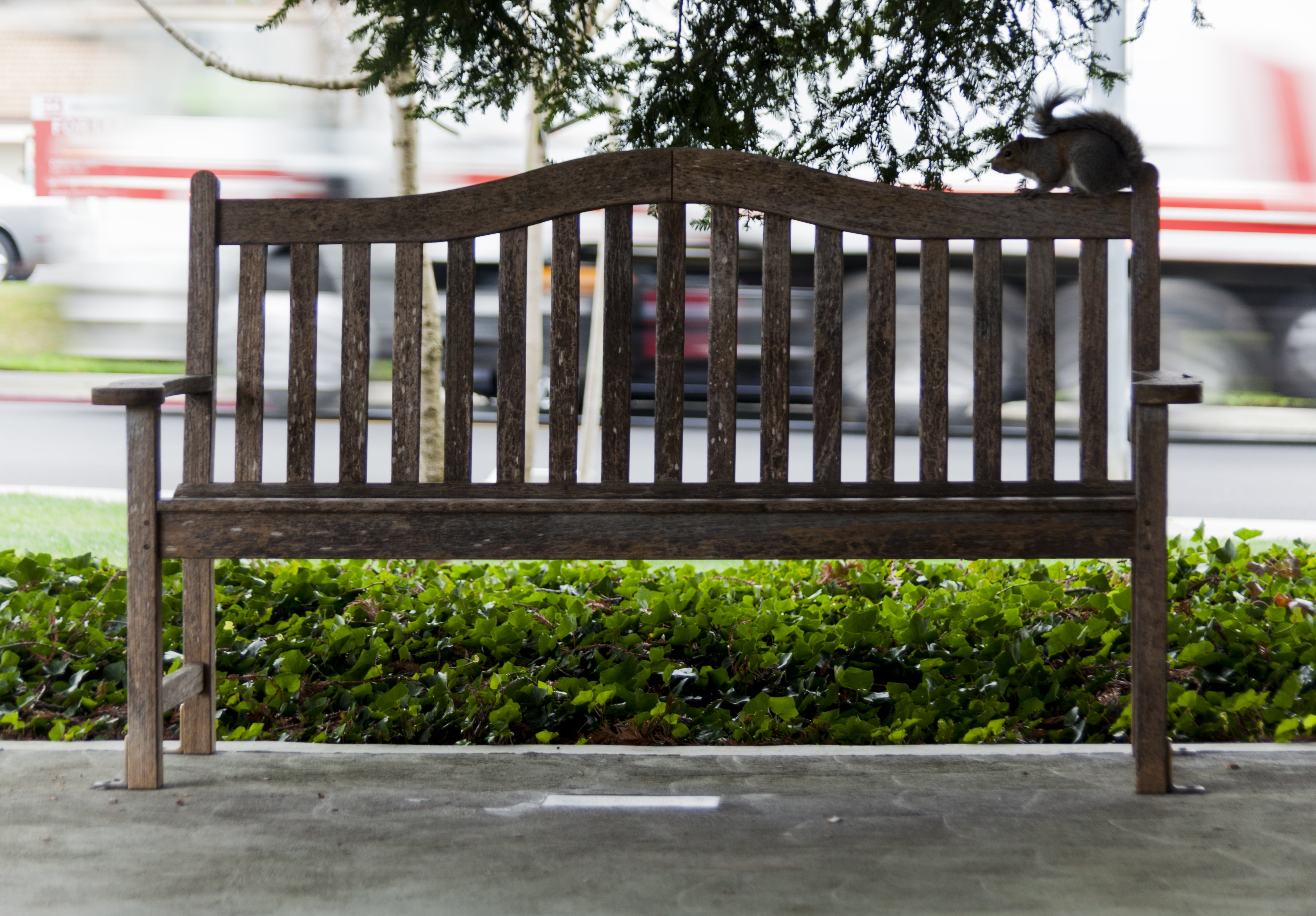 wildlife, growth, squirrel, architecture, wood - material, cupertino, tree, fence, outdoors, nature, park - man made space, bench, barrier, empty, plant, HD Wallpaper
