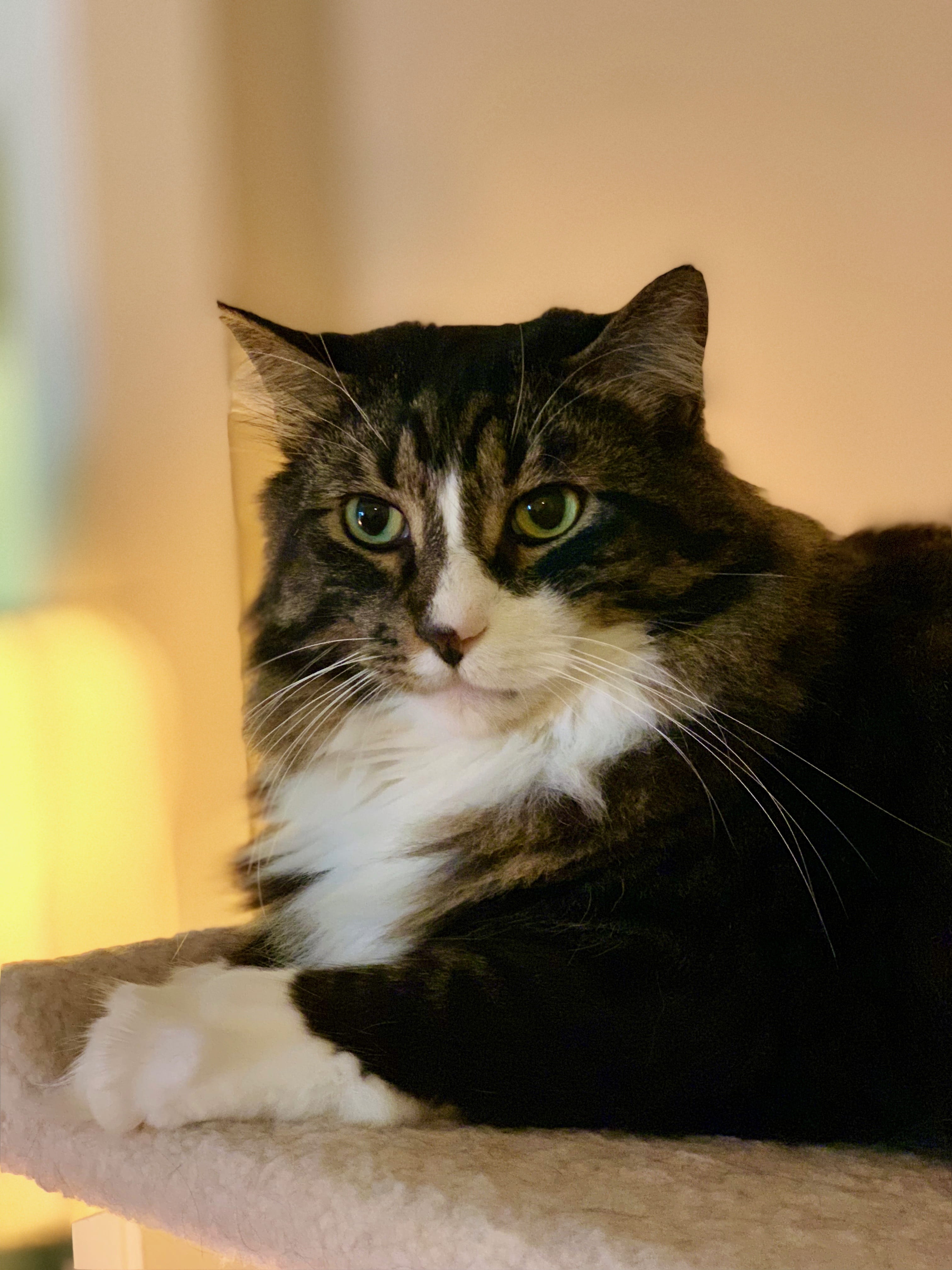 domestic animals, animal body part, no people, 4K, feline, animals, looking at camera, main coon, pets, close-up, united states, animal head, animal themes, Phone HD Wallpaper