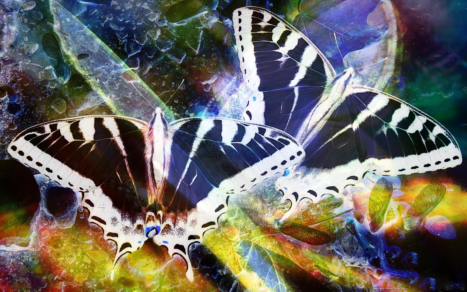 butterflies, 1080P, white, sugarflies, animal, swallowtail, illustration, two, animals, black, HD Wallpaper