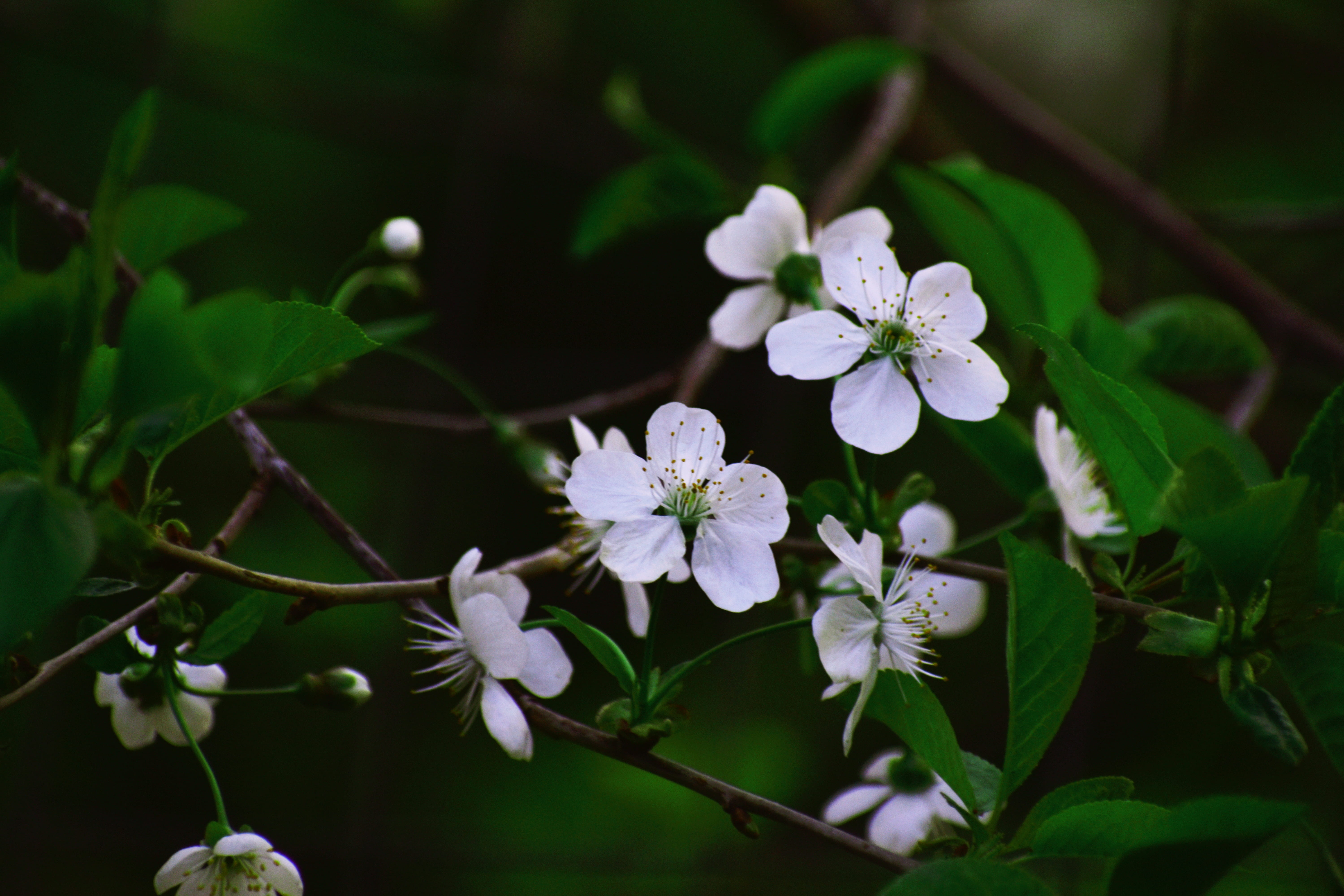 5K, color, tree, fragility, pollen, freshness, garden, close-up, focus on foreground, park, white, nature, leaf, spring, day, blooming, bud, vulnerability, HD Wallpaper