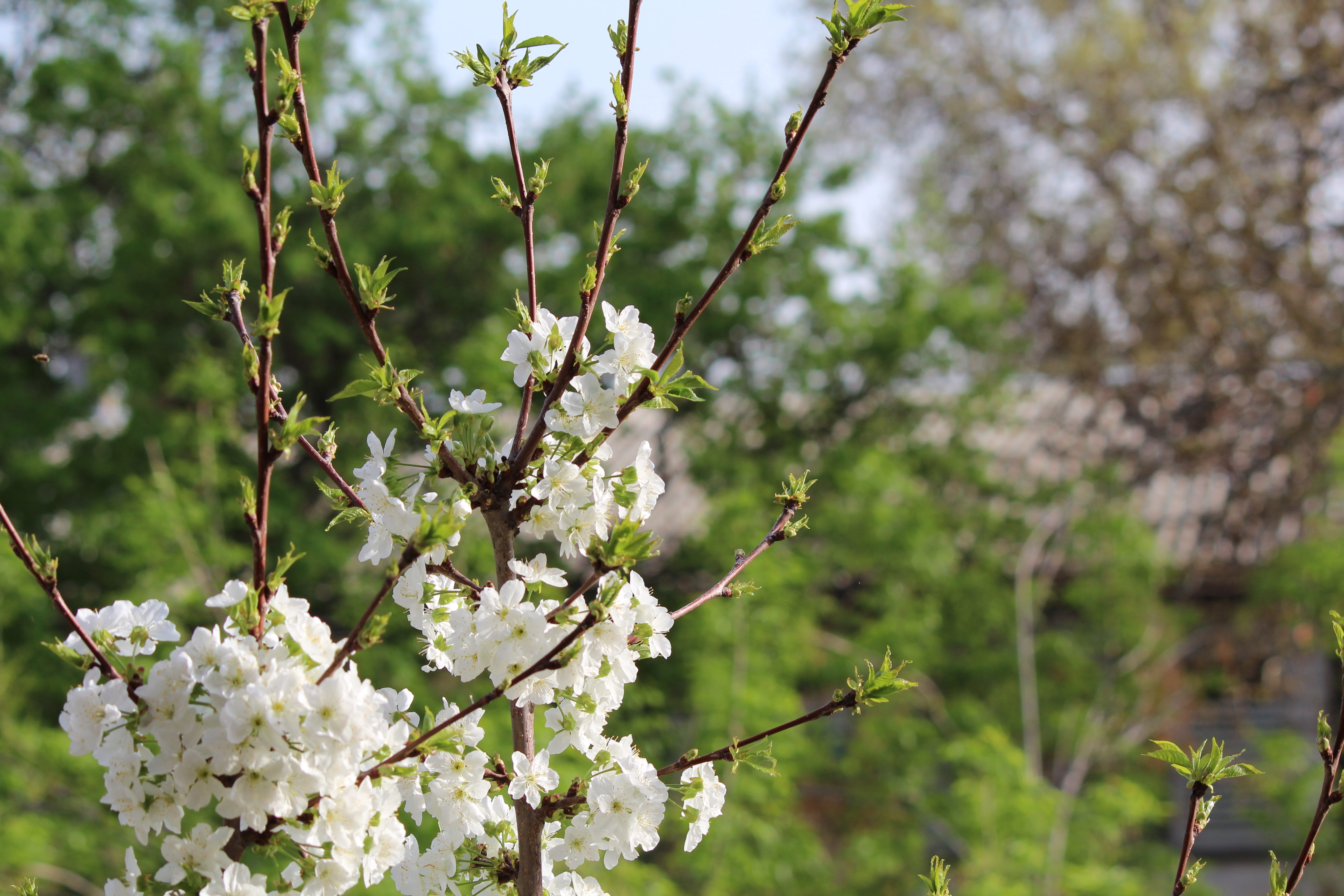 white color, botany, blooming, cherry tree, leaves, freshness, landscape, bud, spring, apple, park, beauty, anitanola, flowering plant, 5K, season, fruit, HD Wallpaper