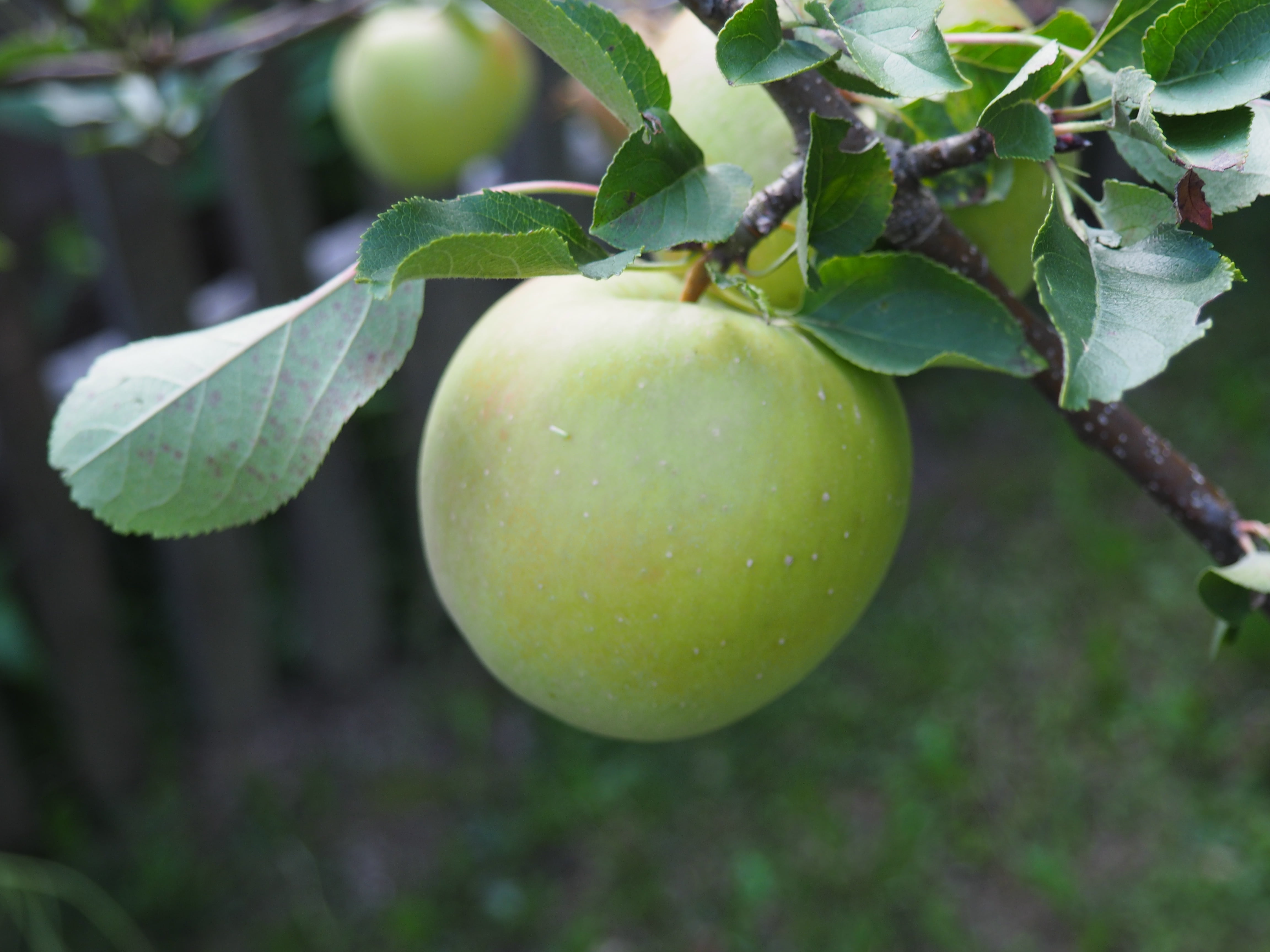 unripe, close-up, eat, healthy eating, park, apple - fruit, tree, food, food and drink, outdoors, nature, focus on foreground, wellbeing, green, frisch, HD Wallpaper