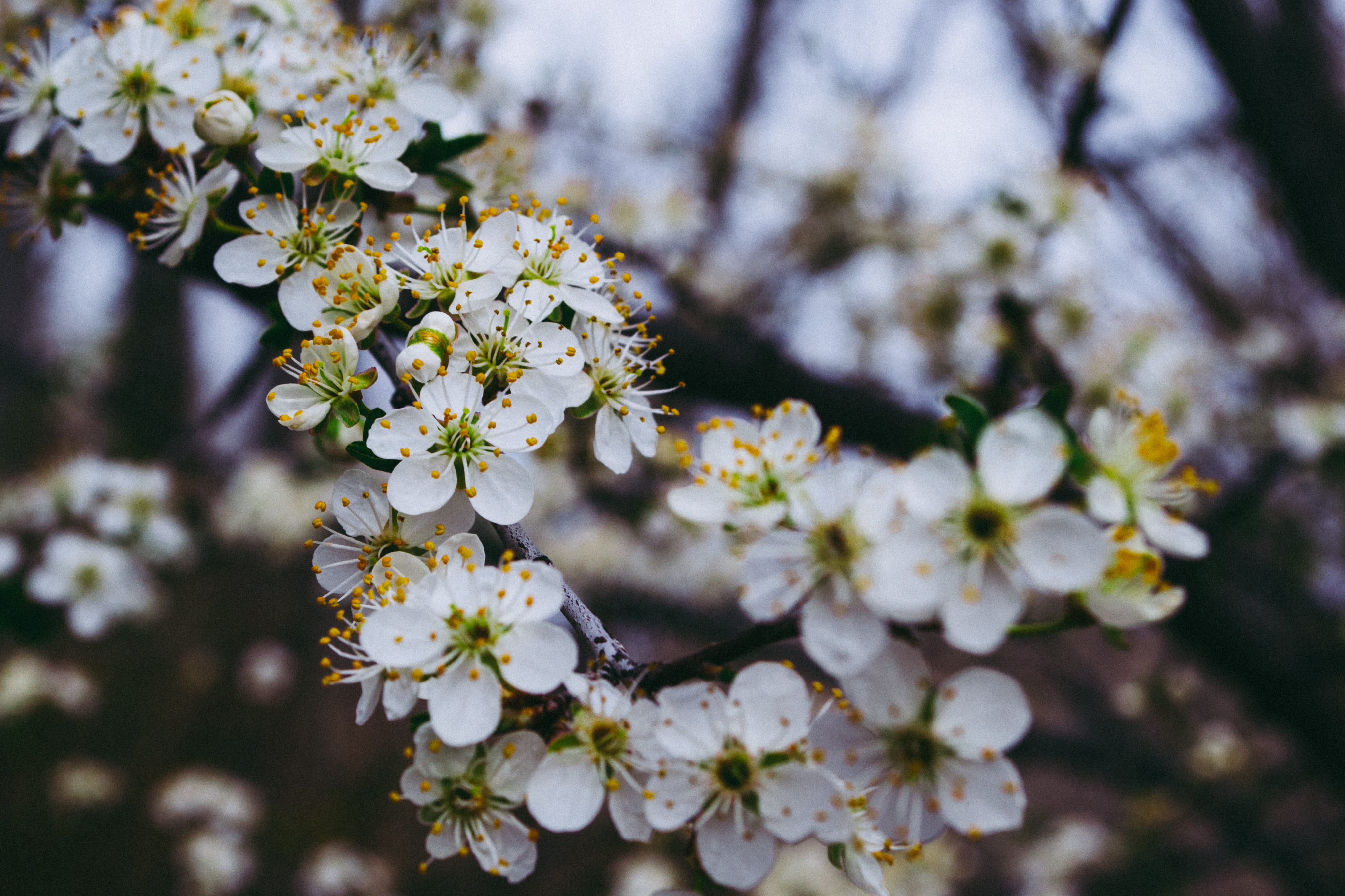 pollen, bunch of flowers, bud, vulnerability, fragility, focus on foreground, spring, freshness, no people, flowers, shallow, outdoors, day, focus, blooming, HD Wallpaper