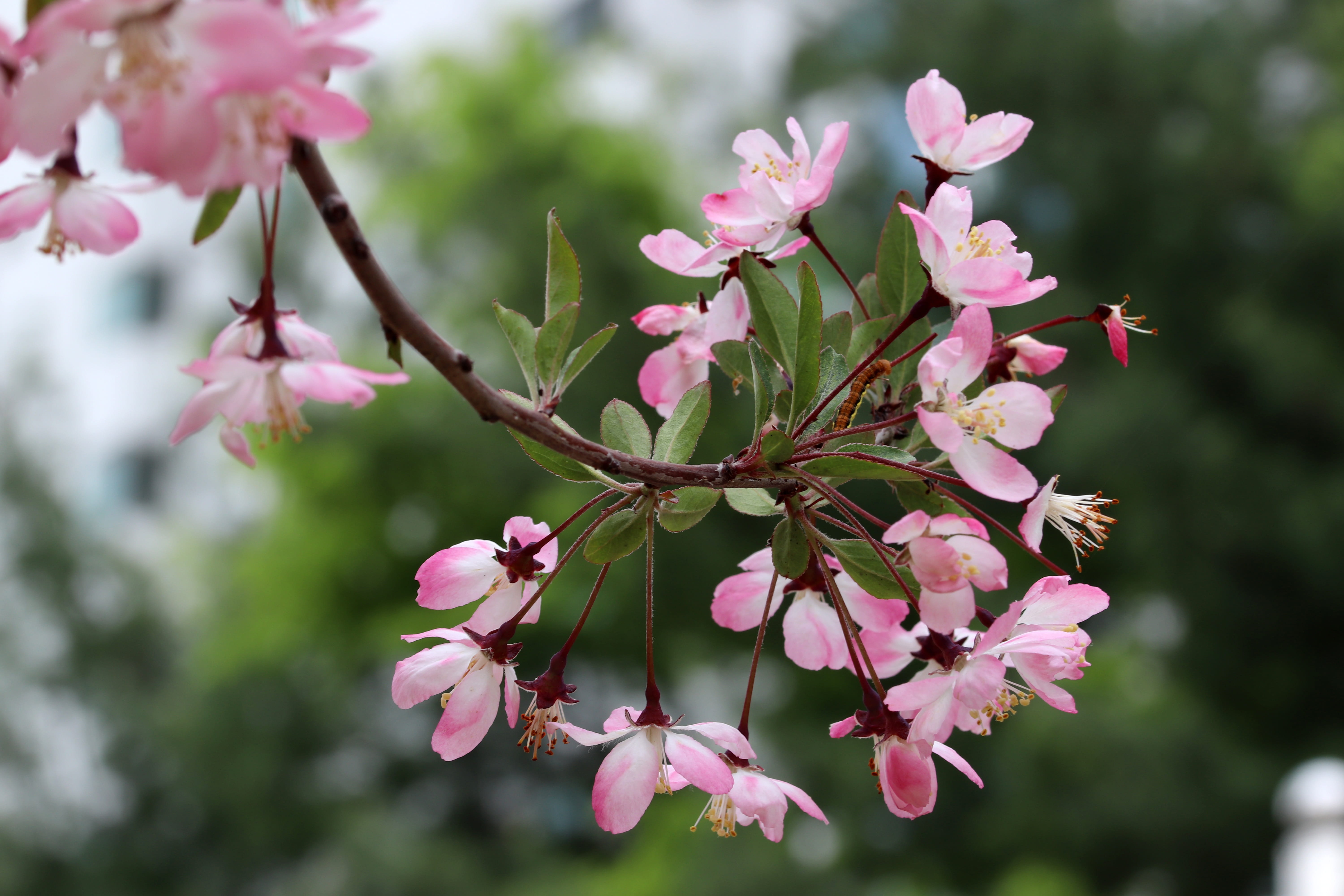 beauty in nature, flower head, beautiful, season, pollen, close-up, pink, branch, flower tree, focus on foreground, tree, garden, flowering plant, vulnerability, HD Wallpaper