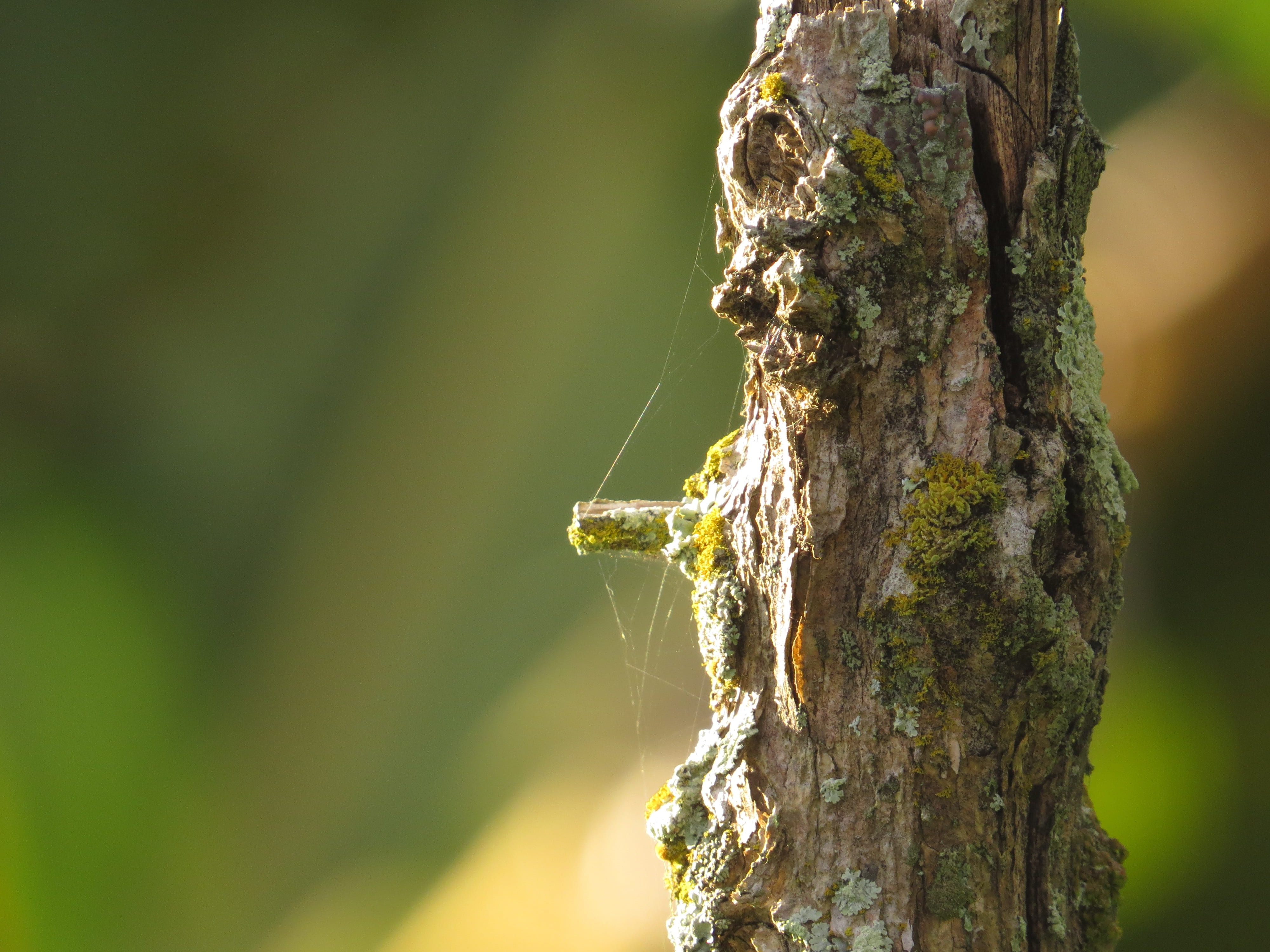 lichen, moss, one animal, bark, focus on foreground, colombia, 4K, photo, textured, sector, day, animal wildlife, animal themes, nature, animal, insect, HD Wallpaper