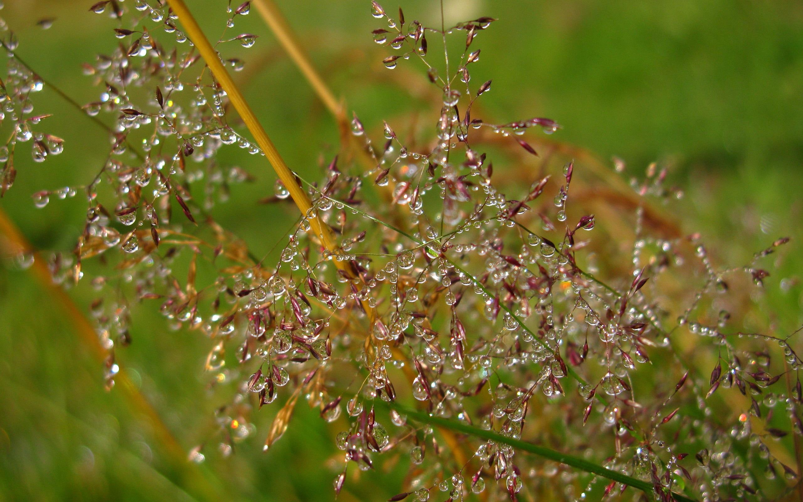 dew, beautiful, nature, stems, embroidery, grass, other, 3d and abstract, 2K, HD Wallpaper