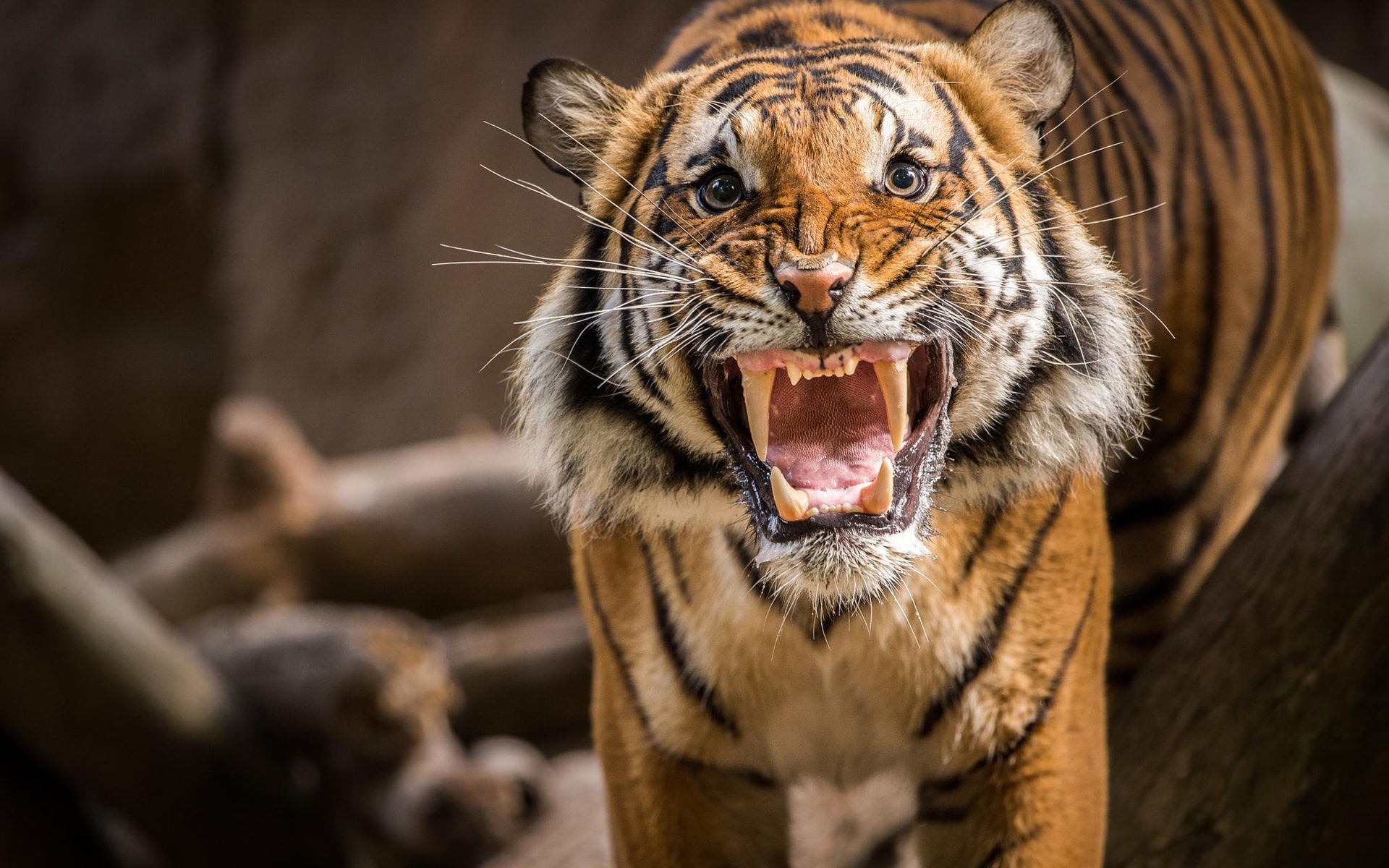 1080P, Tiger, Growl, HD Wallpaper