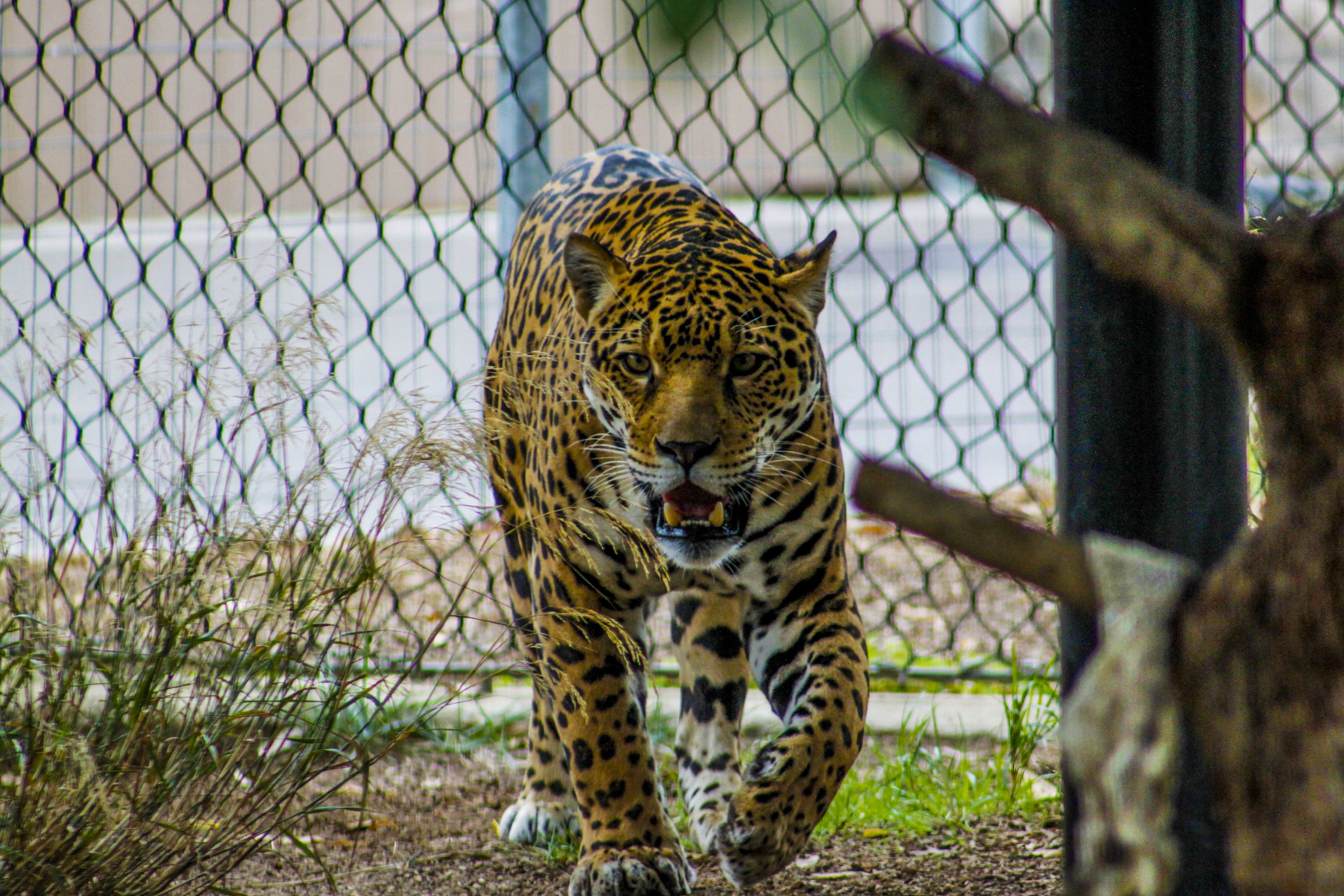inside, close-up, cage, big cat, animal portrait, animal wildlife, wild, 4K, dangerous, animal photography, carnivore, fur, animal themes, leopard, no people, HD Wallpaper