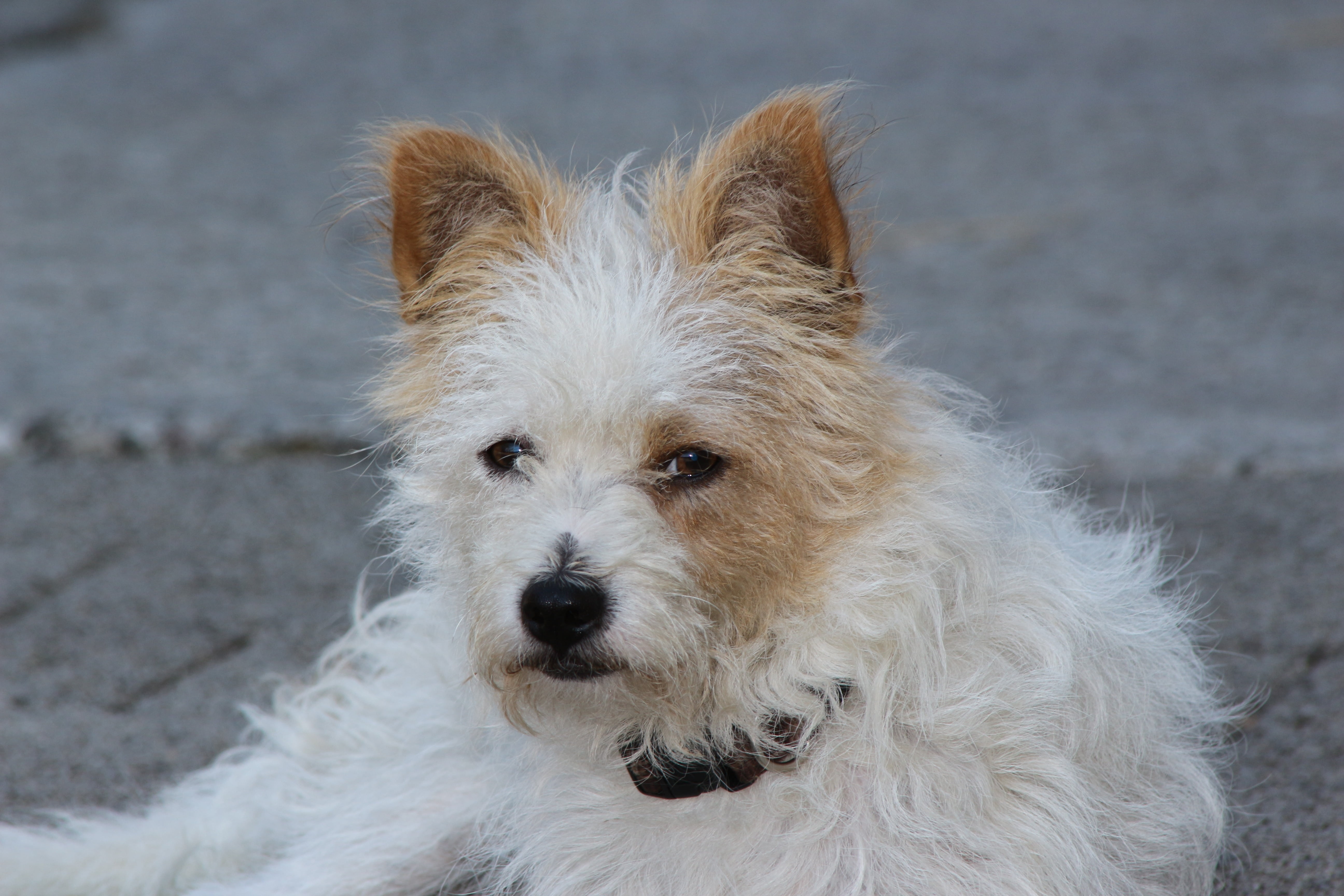 purebred dog, terrier, yorkshire terrier, west highland white terrier, white color, animal, one animal, no people, ears, mammal, fur, growl, lazy, mouth open, HD Wallpaper