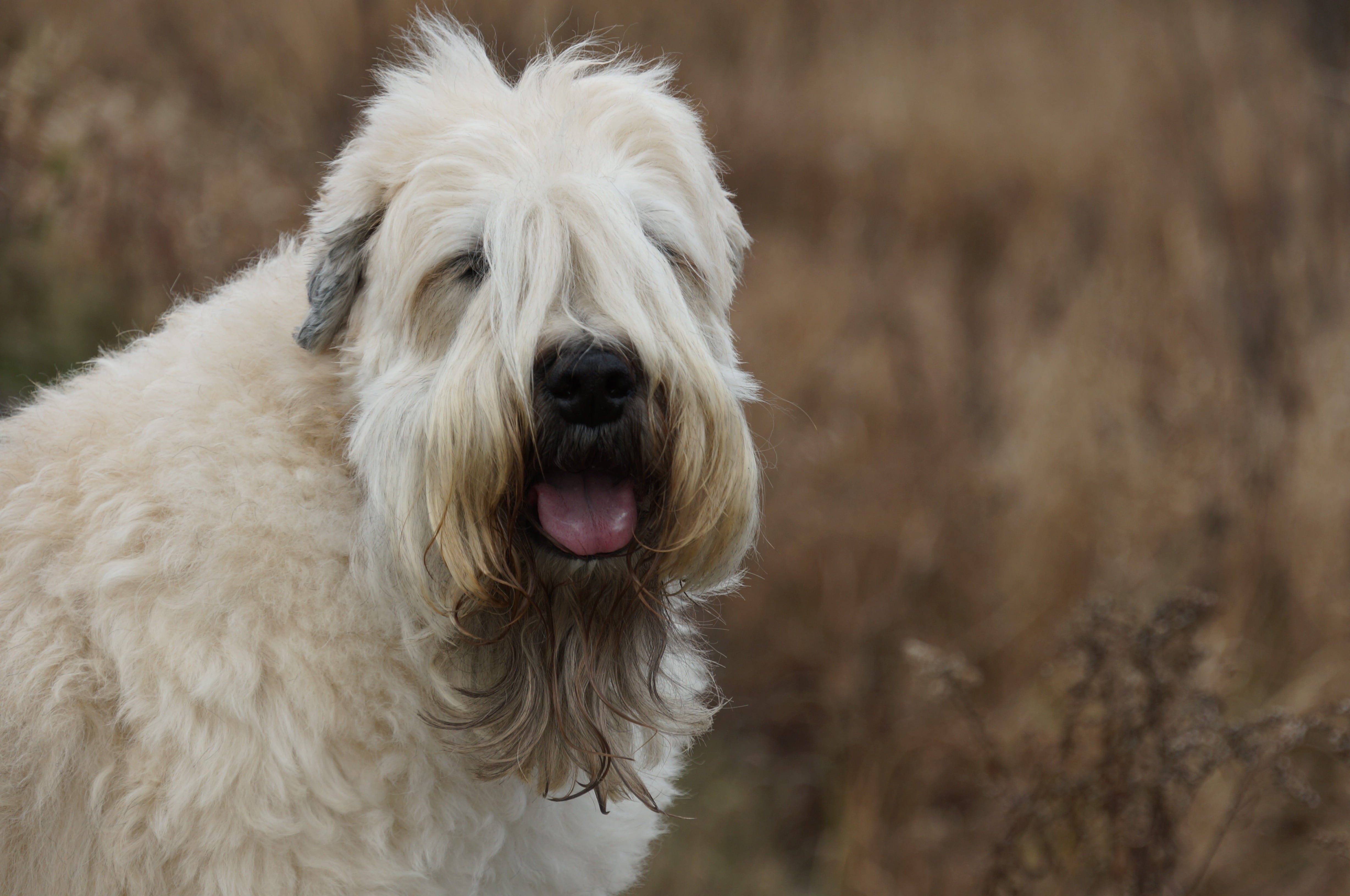 hair, dog, bark, animal hair, no people, 4K, mammal, facial expression, mouth open, focus on foreground, growl, animal head, pooch, purebred, animal, domestic animals, HD Wallpaper