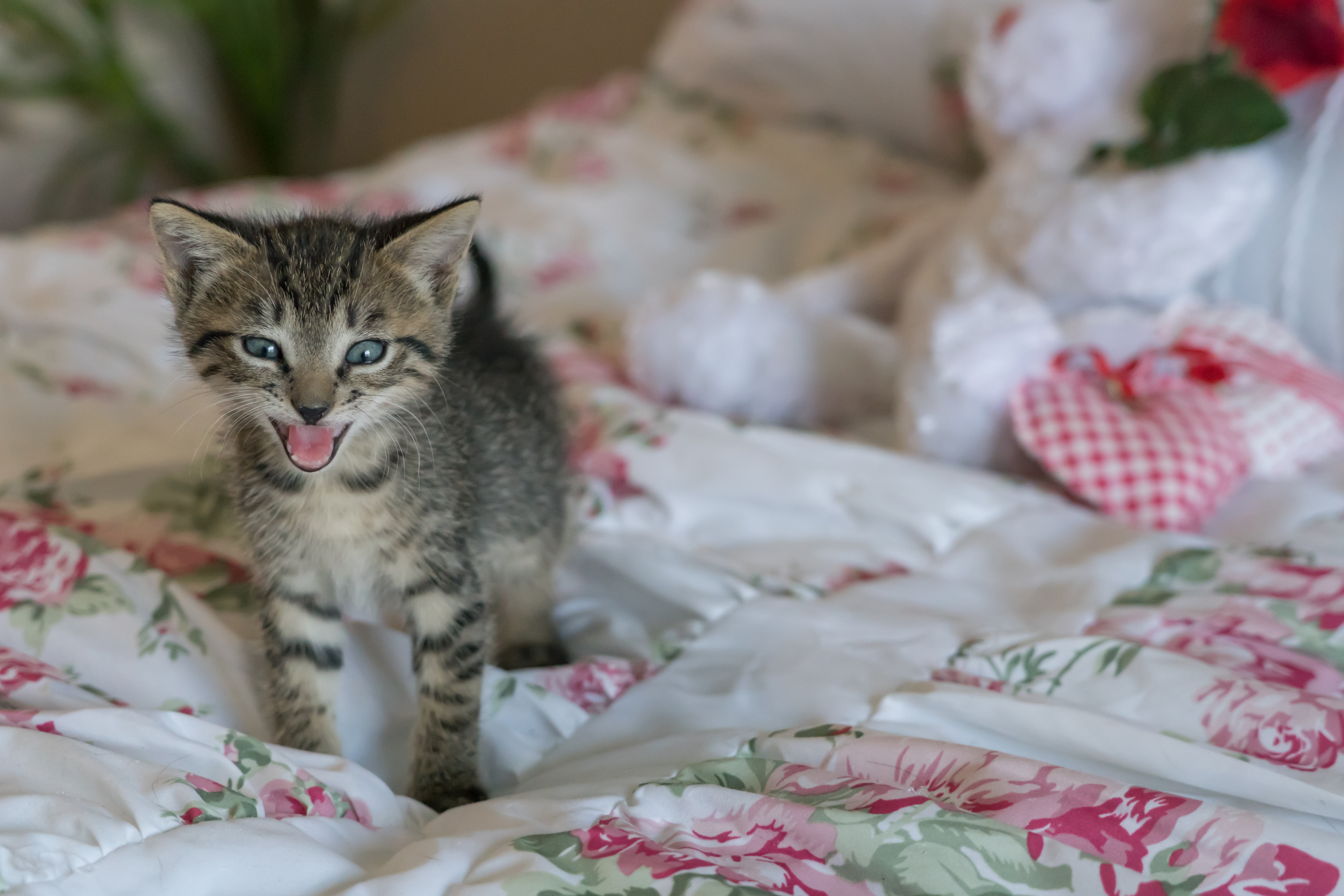 feline, pet, looking at camera, foster, face, floral, furniture, home interior, relaxation, little, vertebrate, growl, eyes, pink, baby, kitty, bedroom, HD Wallpaper