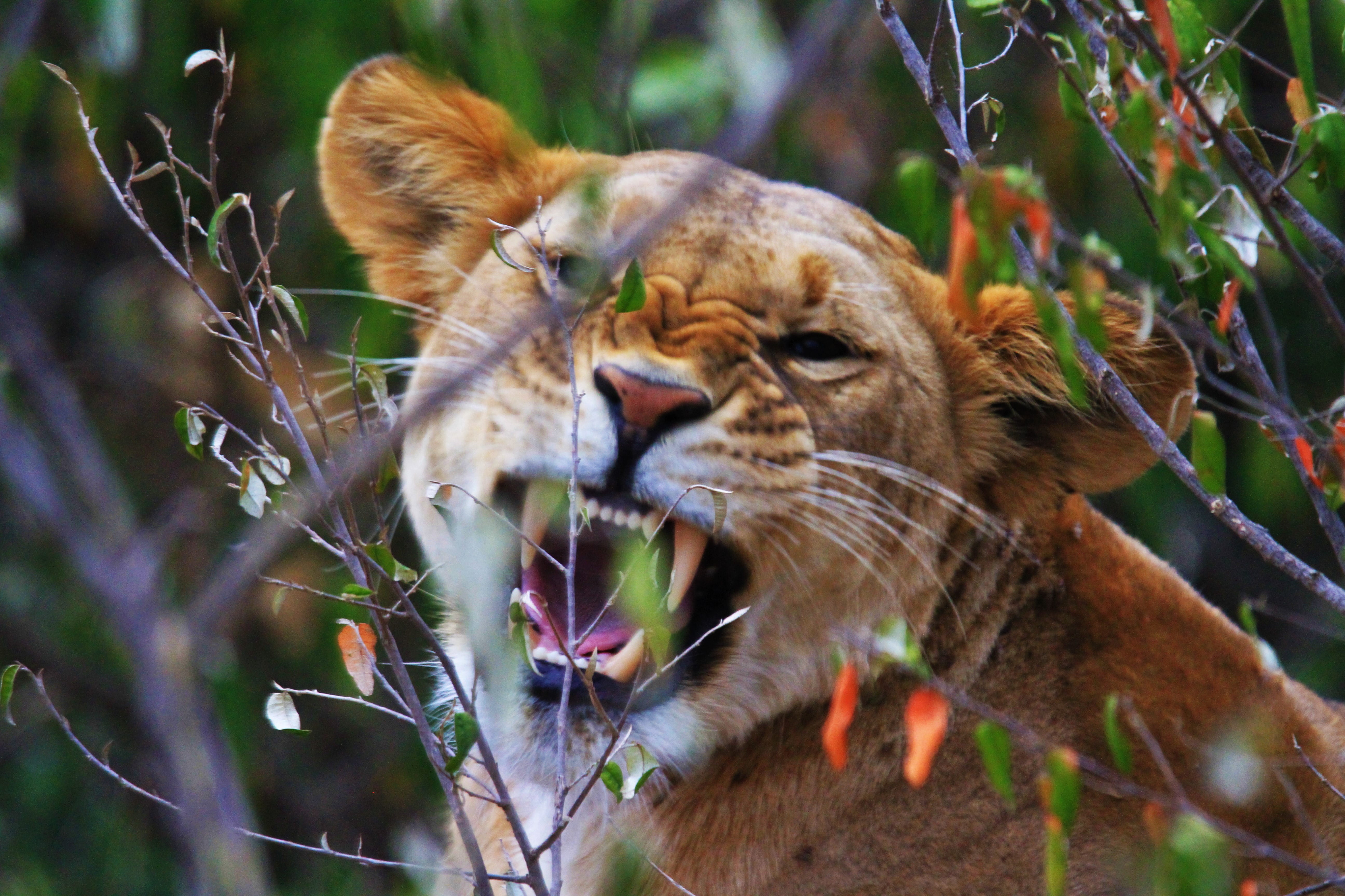 animal wildlife, 5K, teeth, mouth, one animal, animal themes, plant, nature, forest, animal head, lion, tiger, no people, feline, close-up, mountain, big cat, HD Wallpaper