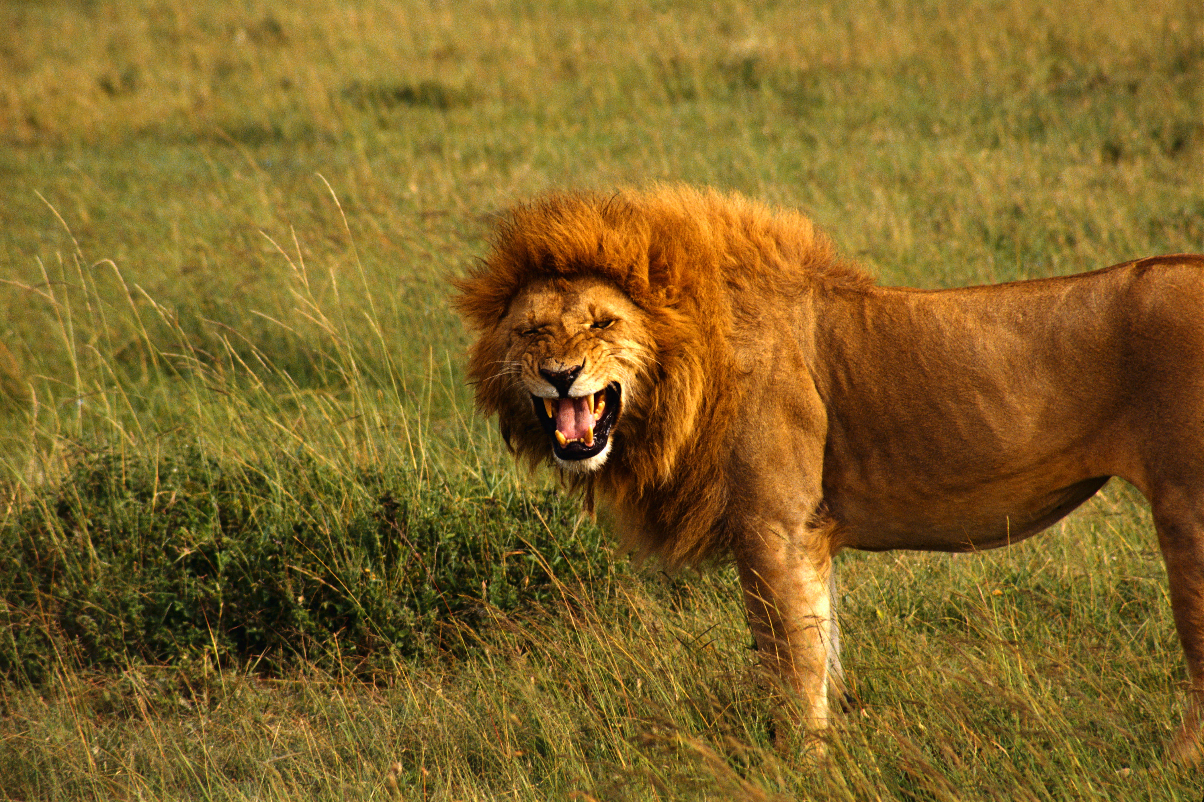 tanzania, outdoors, Leo, male Animal, safari Animals, mouth, east Africa, masai Mara, endangered Species, fur, day, plant, no People, large, africa, serengeti National Park, HD Wallpaper