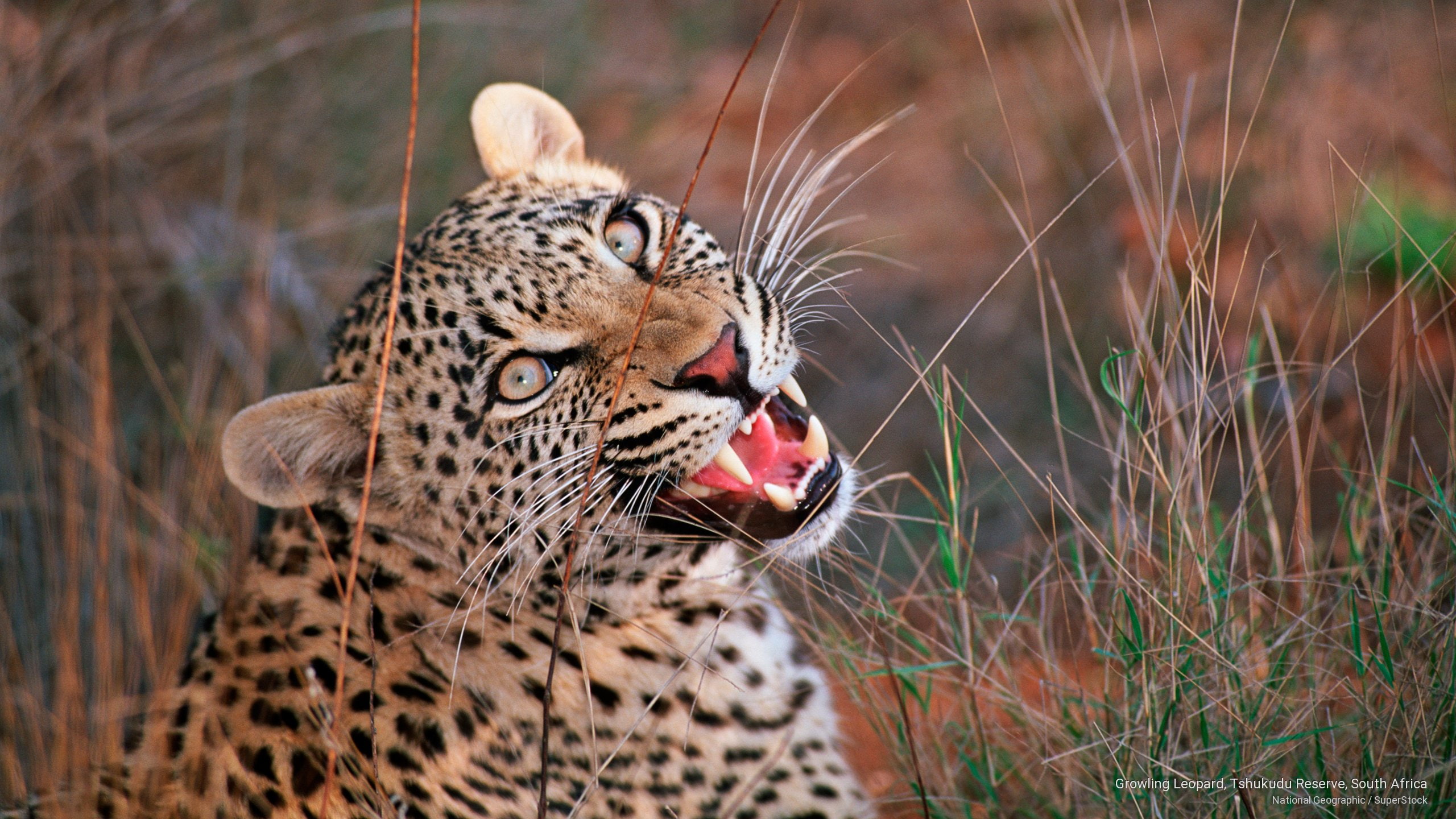 reserve, 2K, south, Africa, growling, leopard, tshukudu, HD Wallpaper