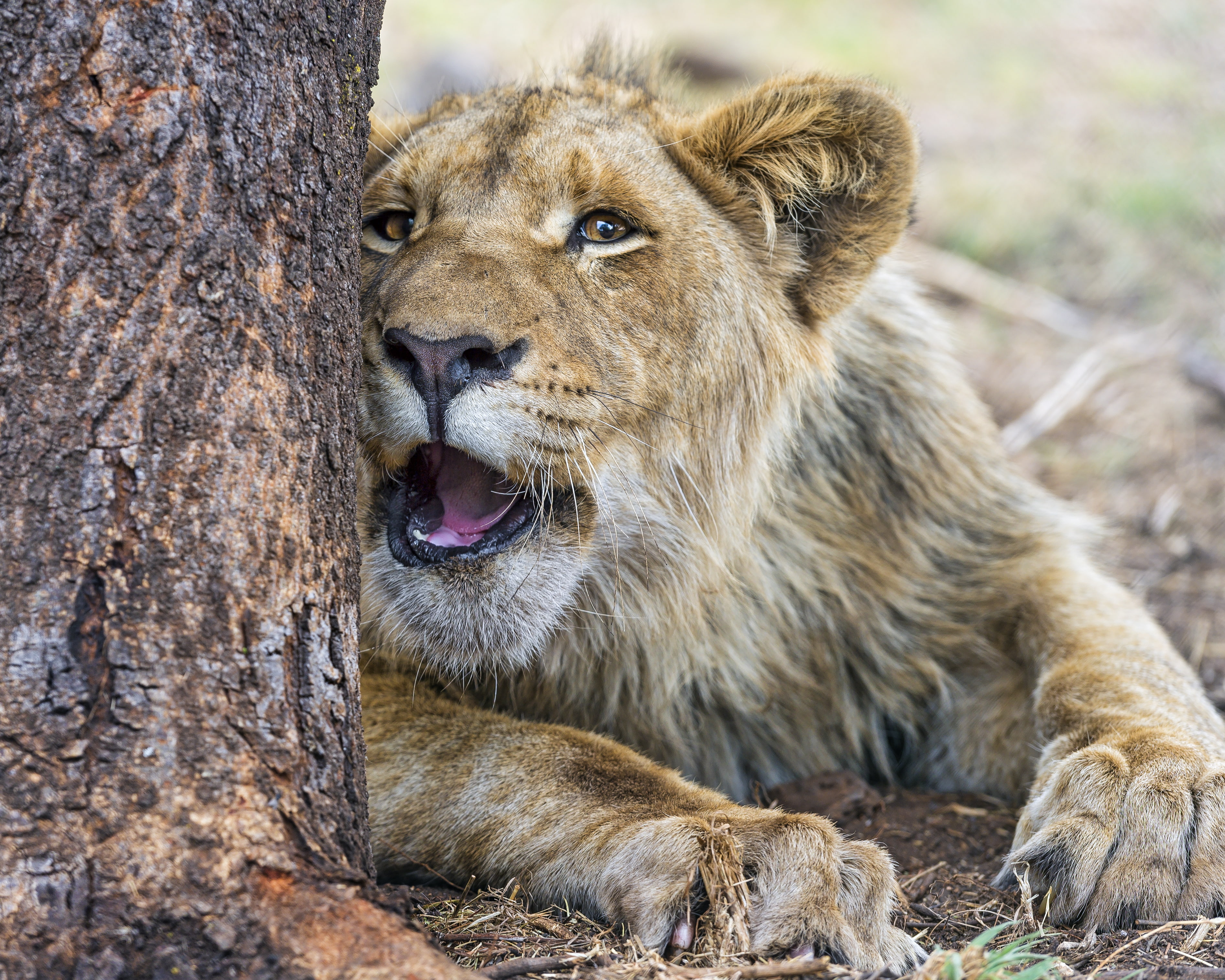 ©Tambako The Jaguar, Leo, face, growls, cat, 2K, HD Wallpaper